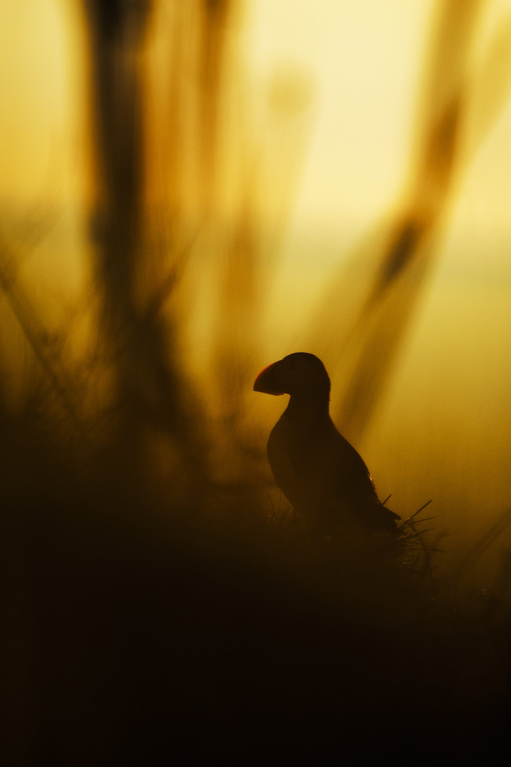 Atlantic Puffin 001