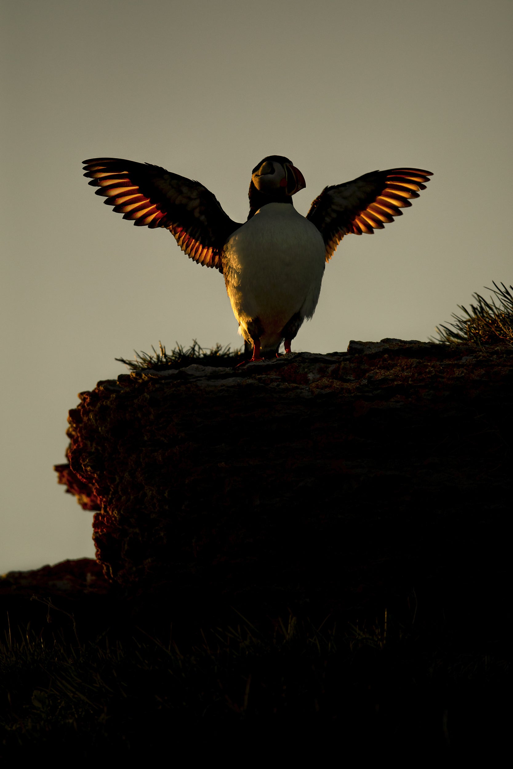 Atlantic Puffin 002