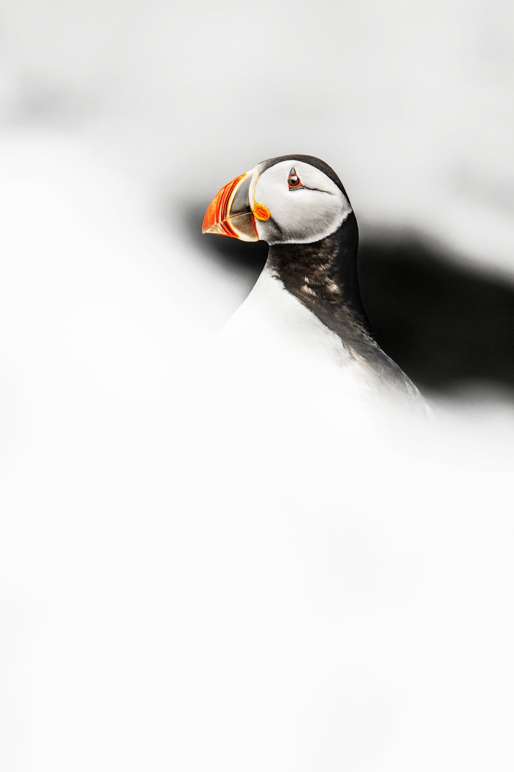 Atlantic Puffin 003