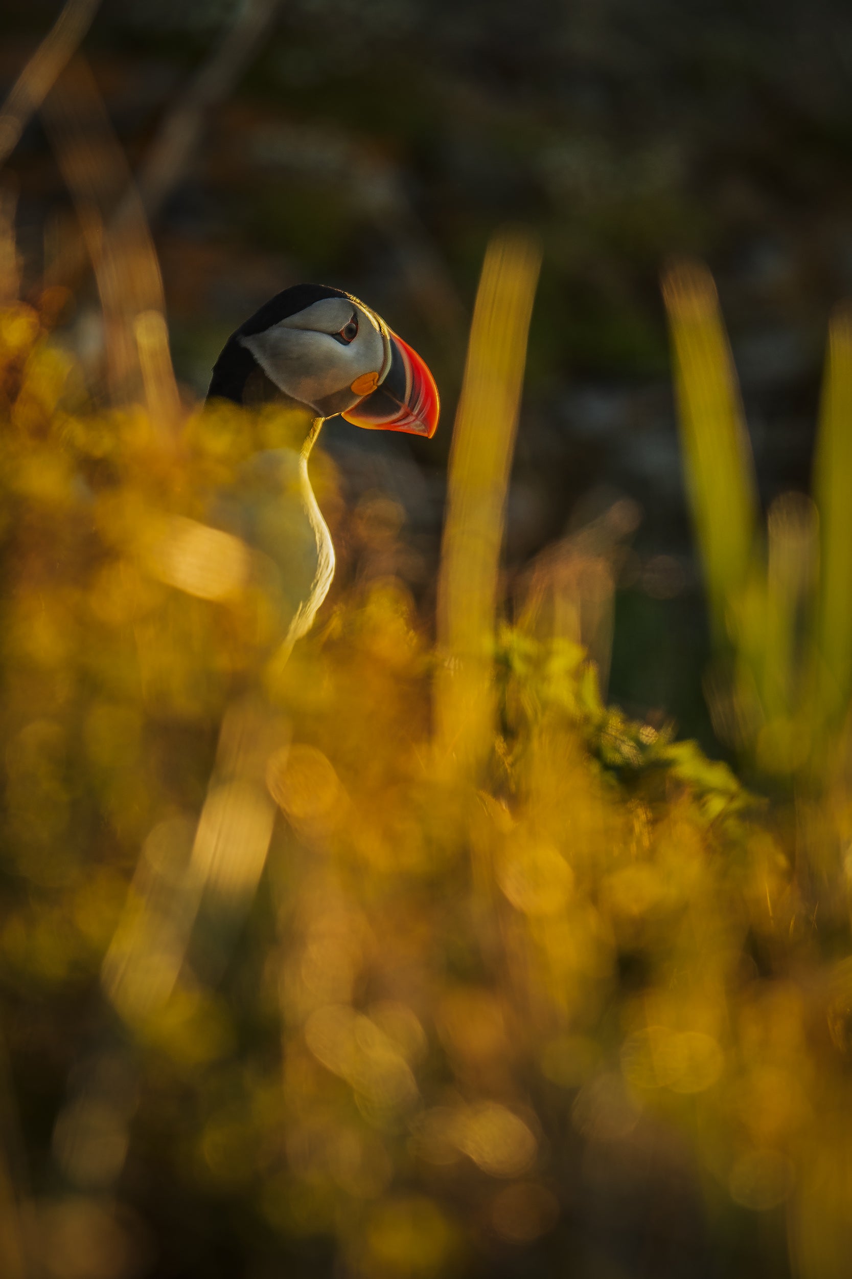 Atlantic Puffin 004