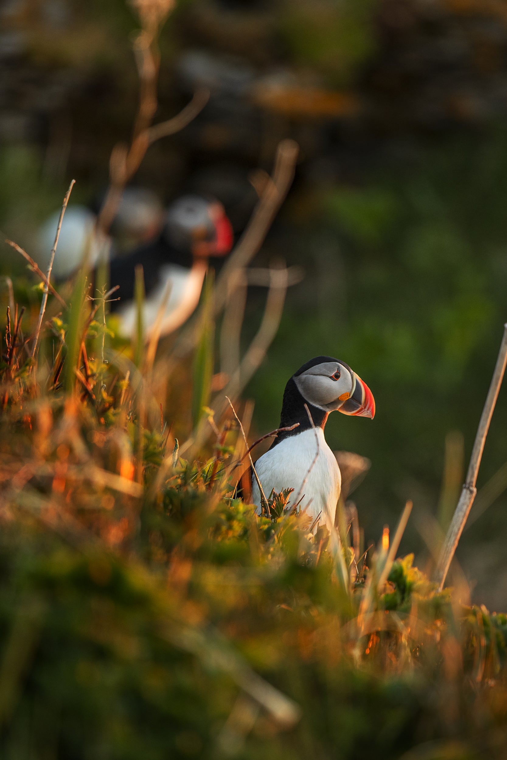 Atlantic Puffin 005