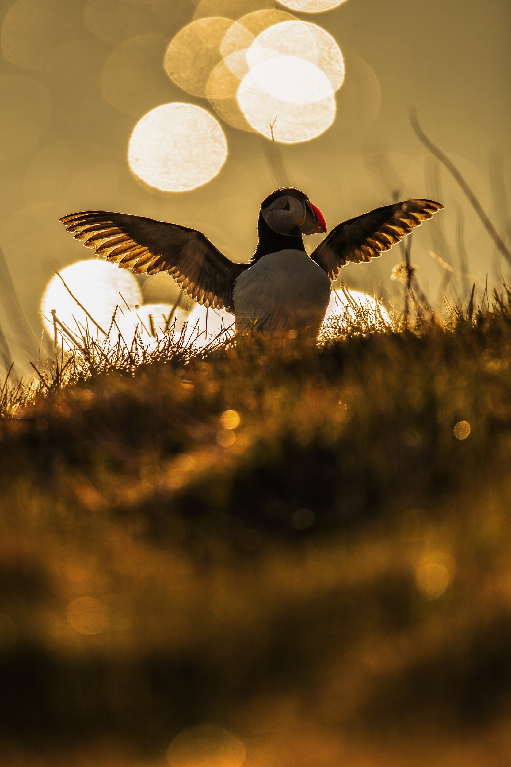 Atlantic Puffin 006