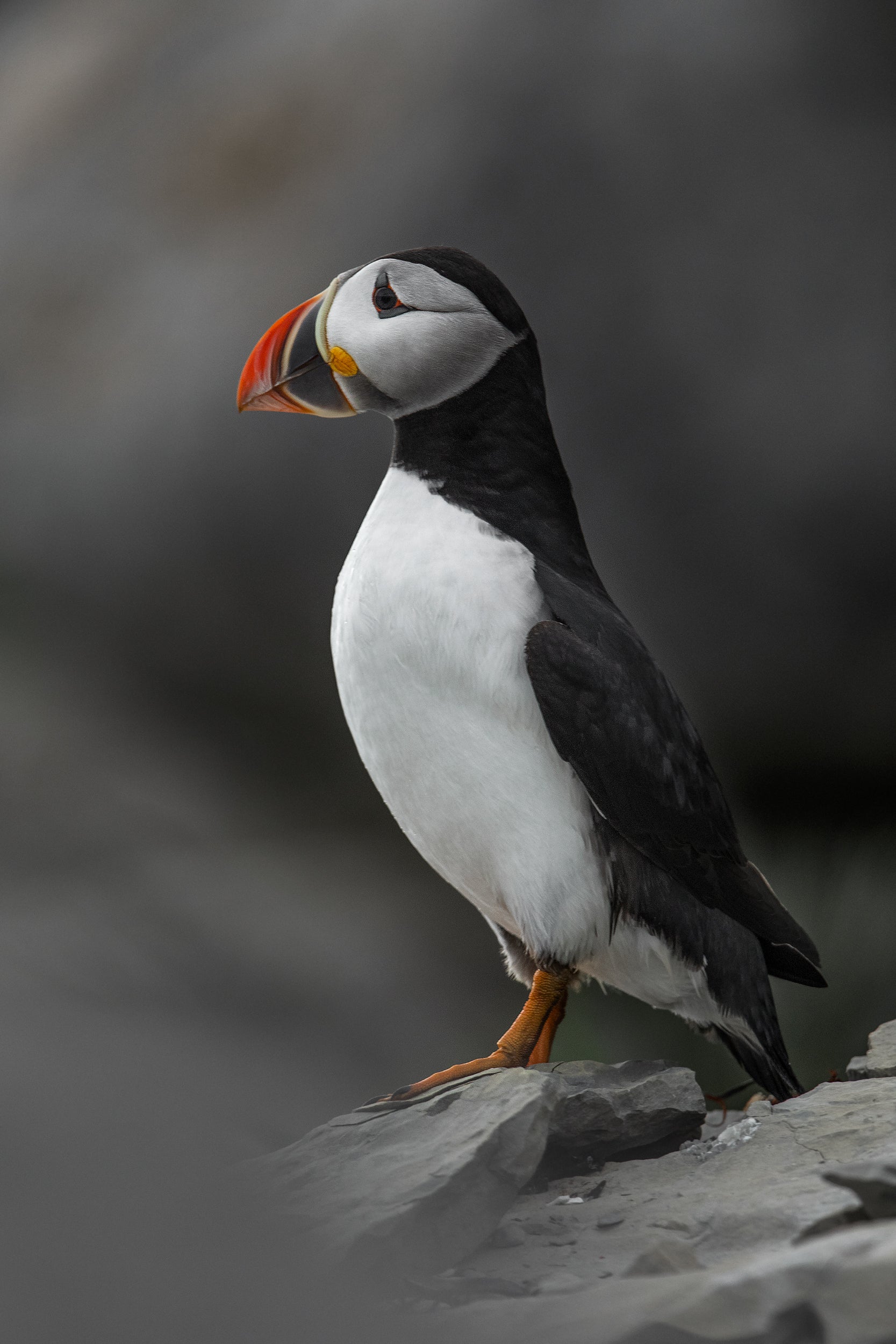 Puffin 007