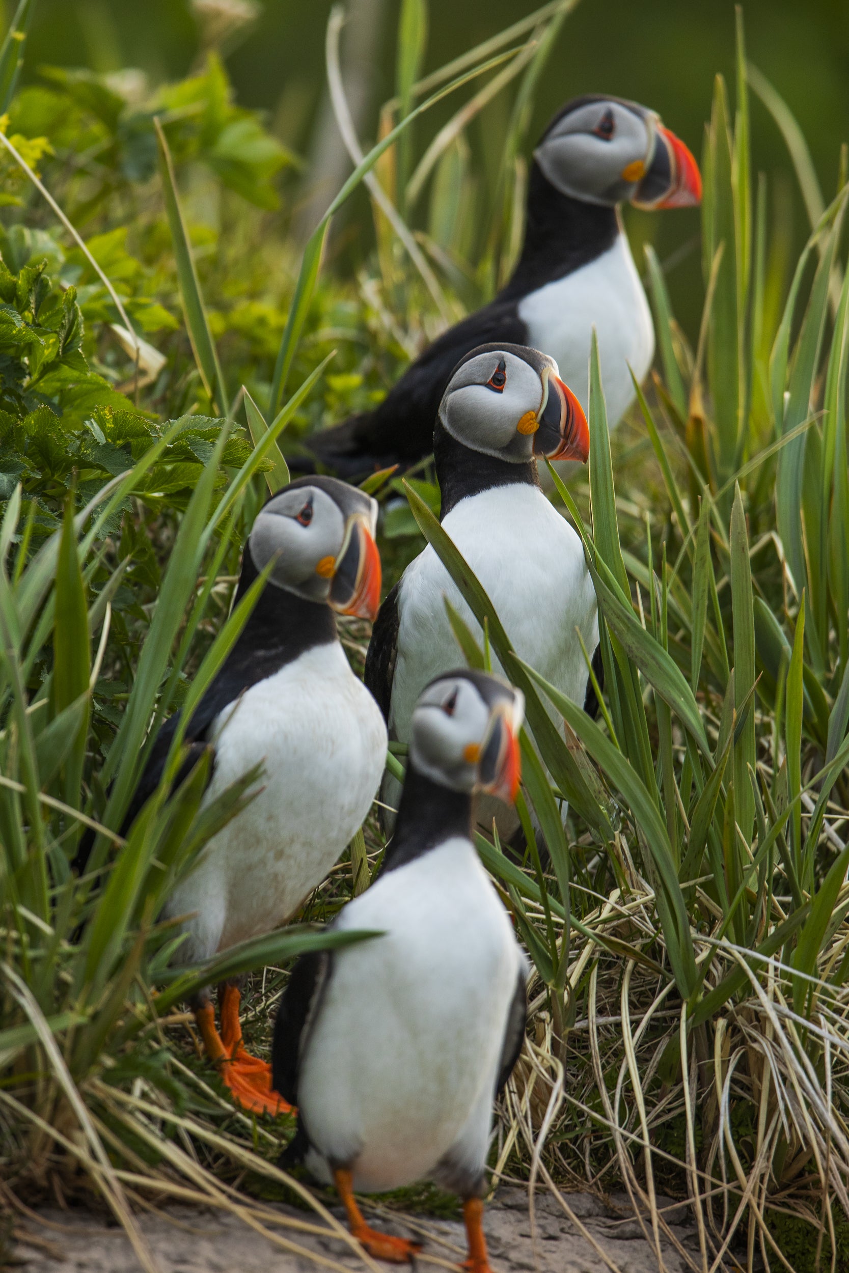 Atlantic Puffin 015