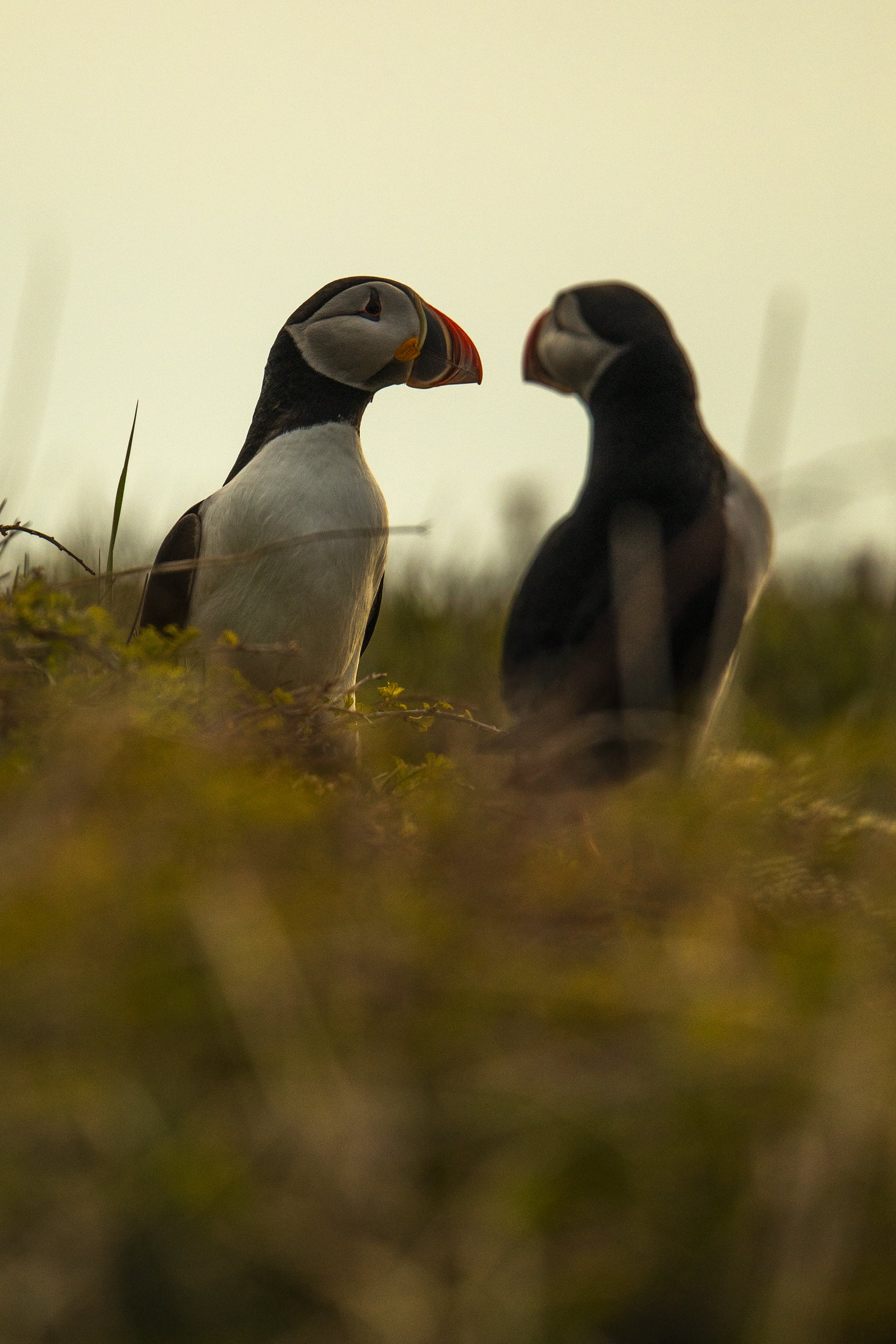 Atlantic Puffin 016