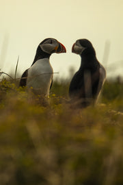 Atlantic Puffin 016