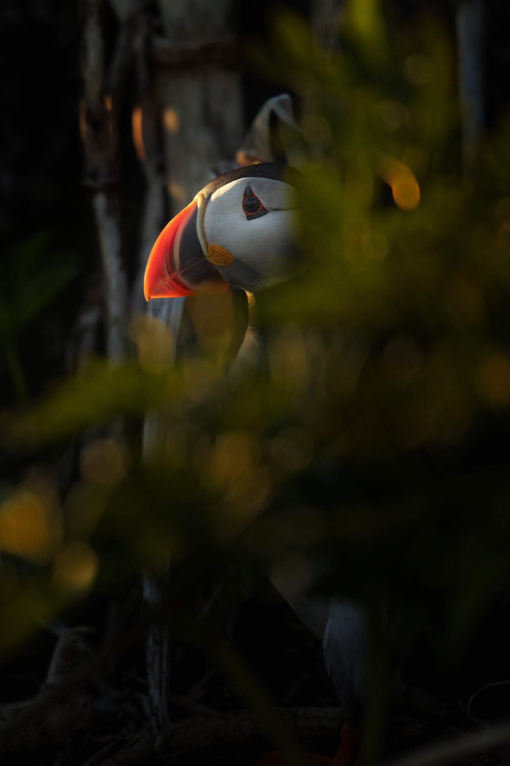 Atlantic Puffin 017