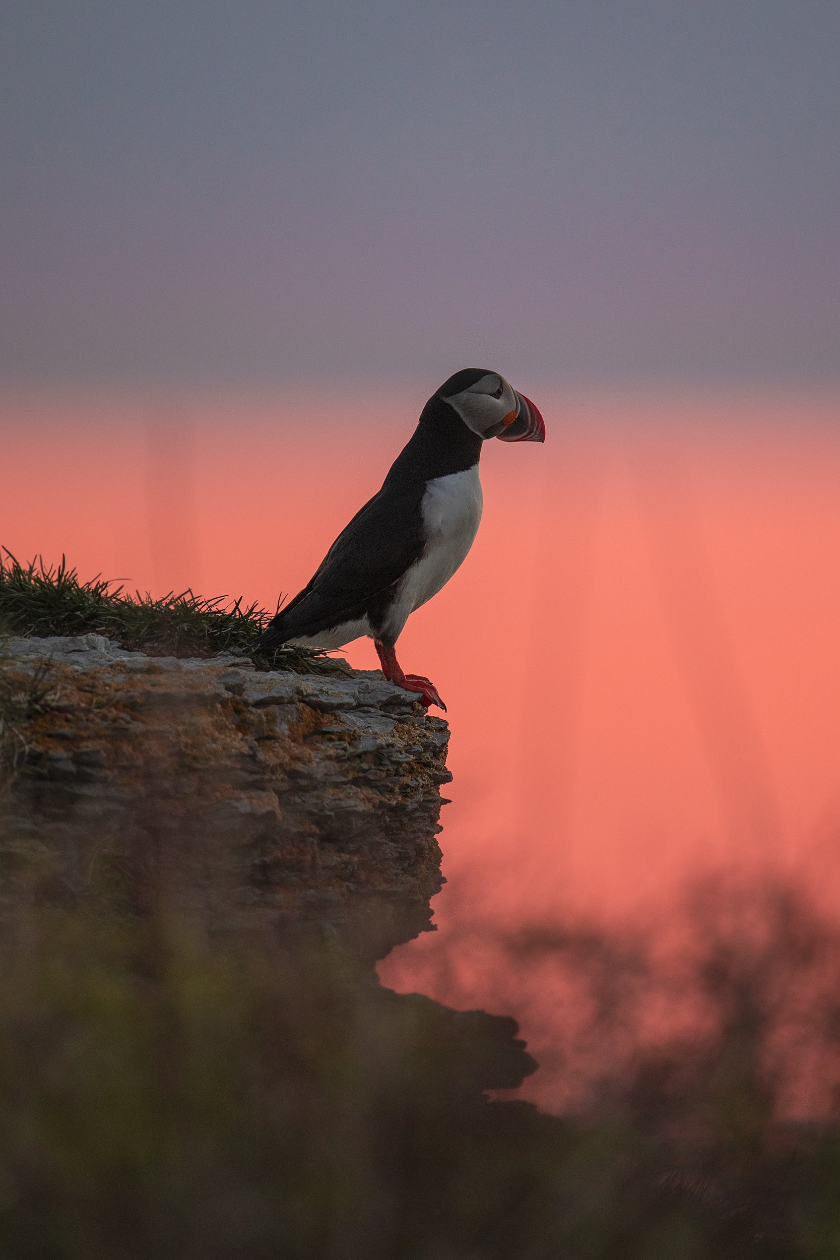 Atlantic Puffin 018