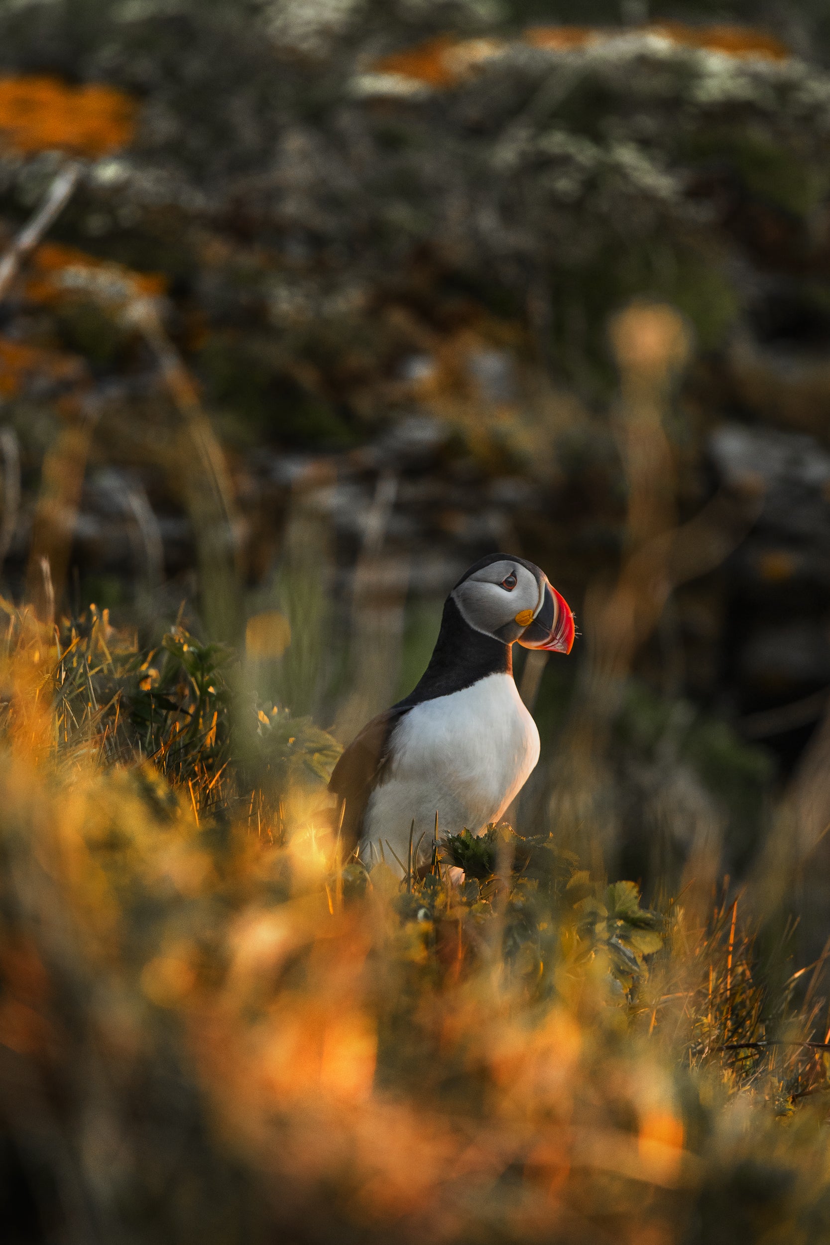 Atlantic Puffin 019