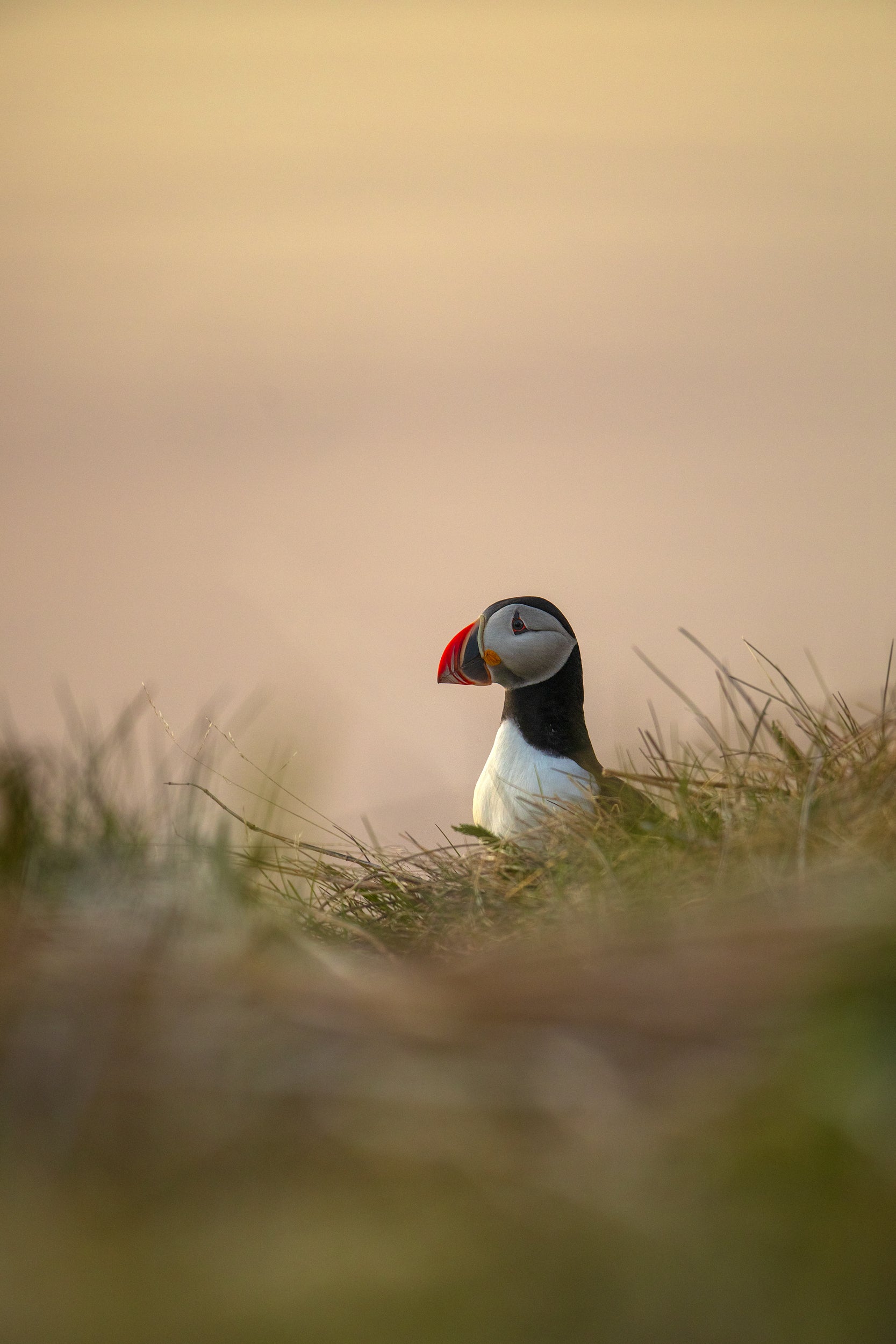 Atlantic Puffin 020