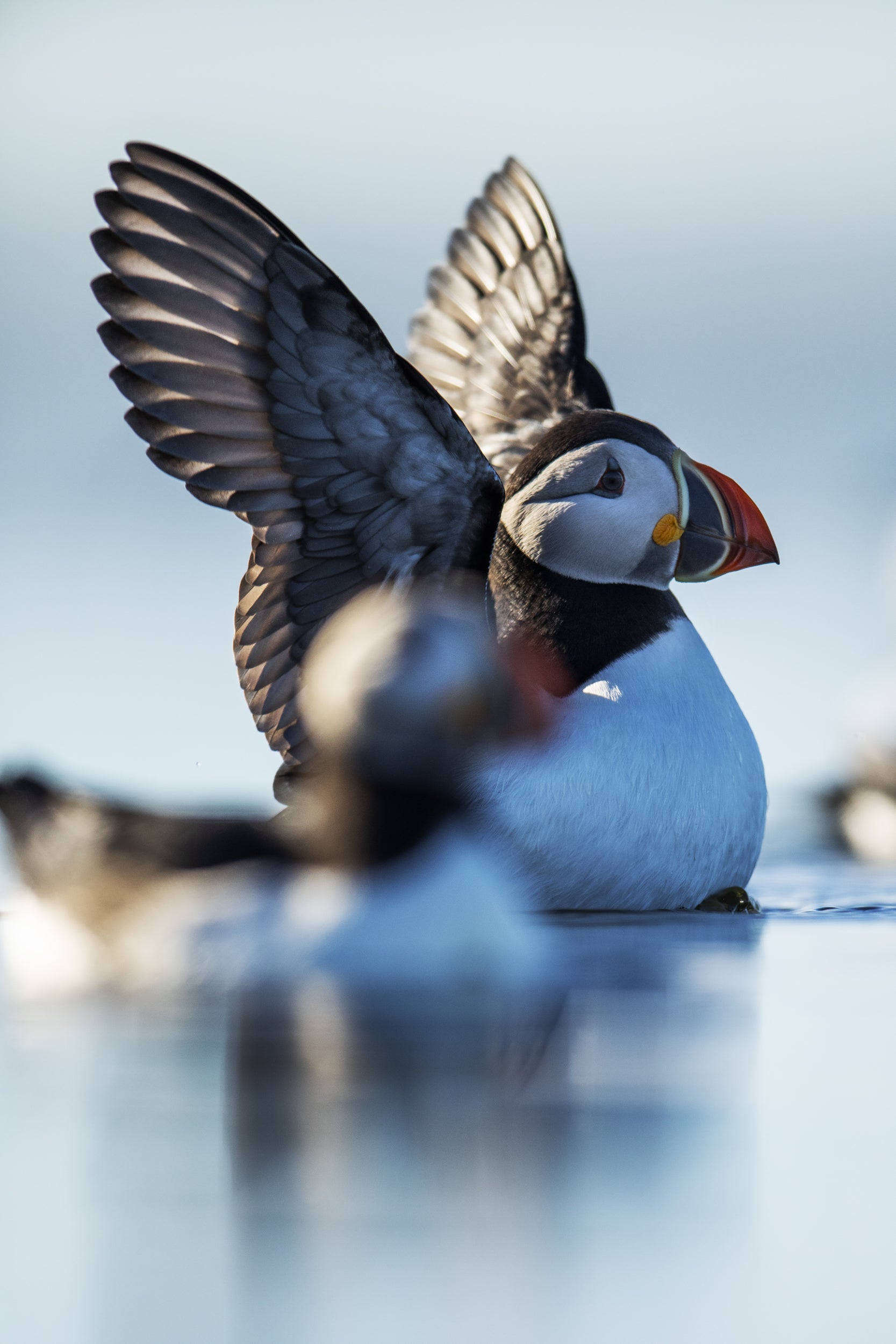 Atlantic Puffin 024