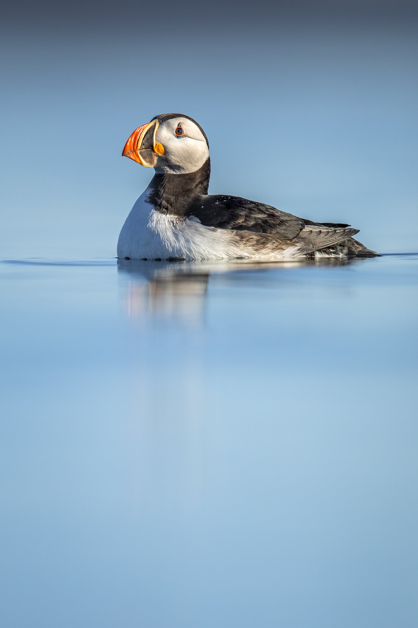 Atlantic Puffin 025