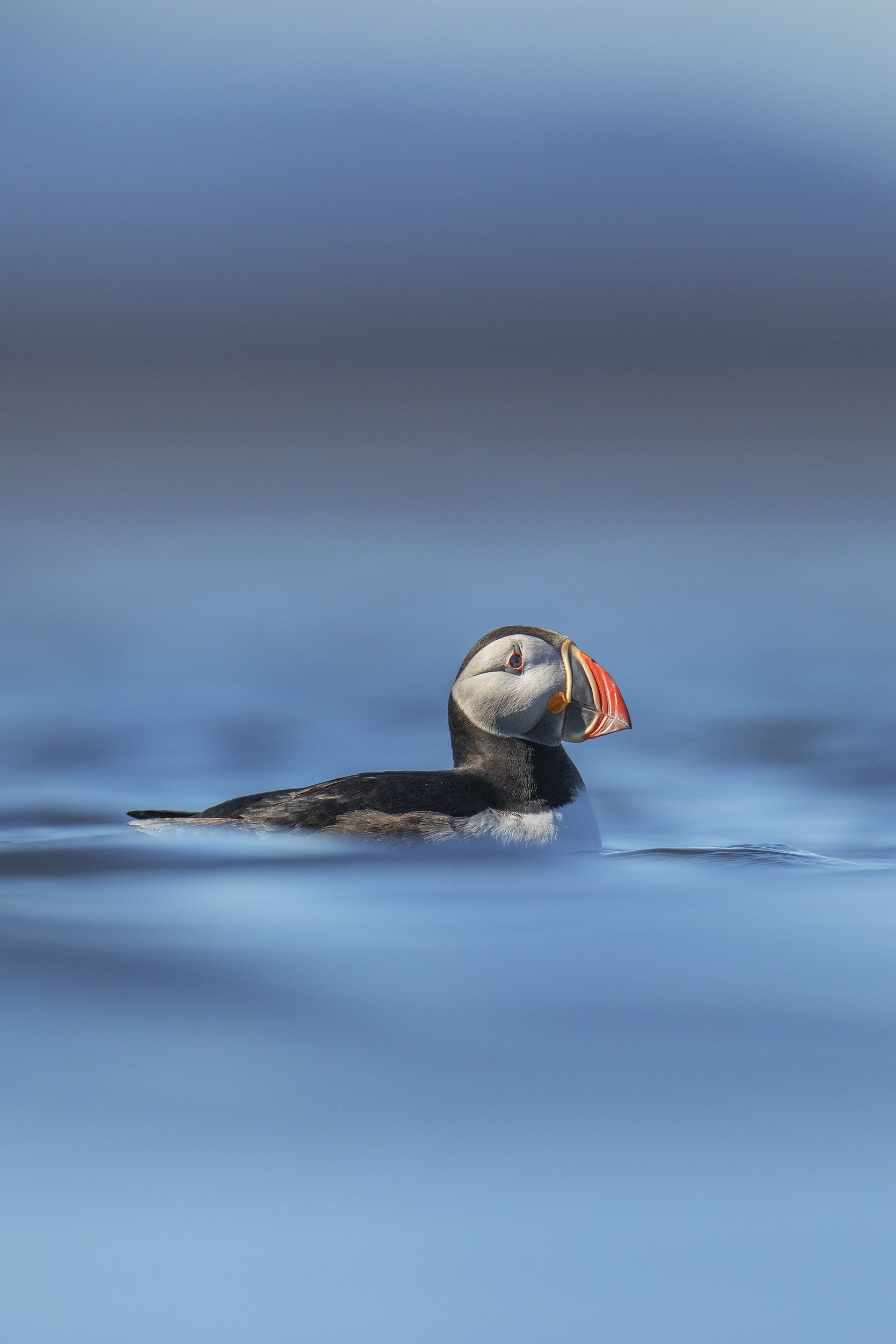 Atlantic Puffin 026