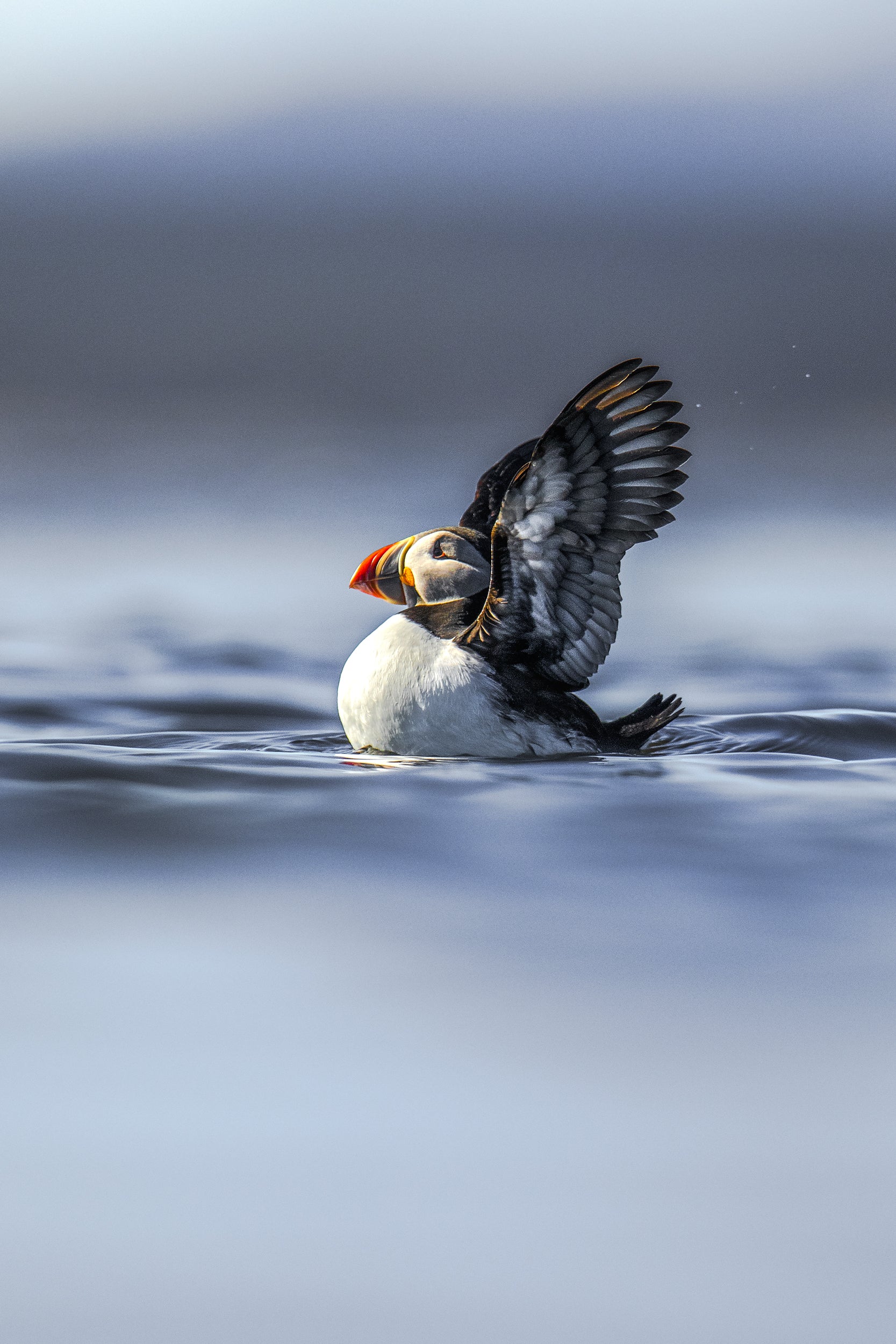 Atlantic Puffin 027