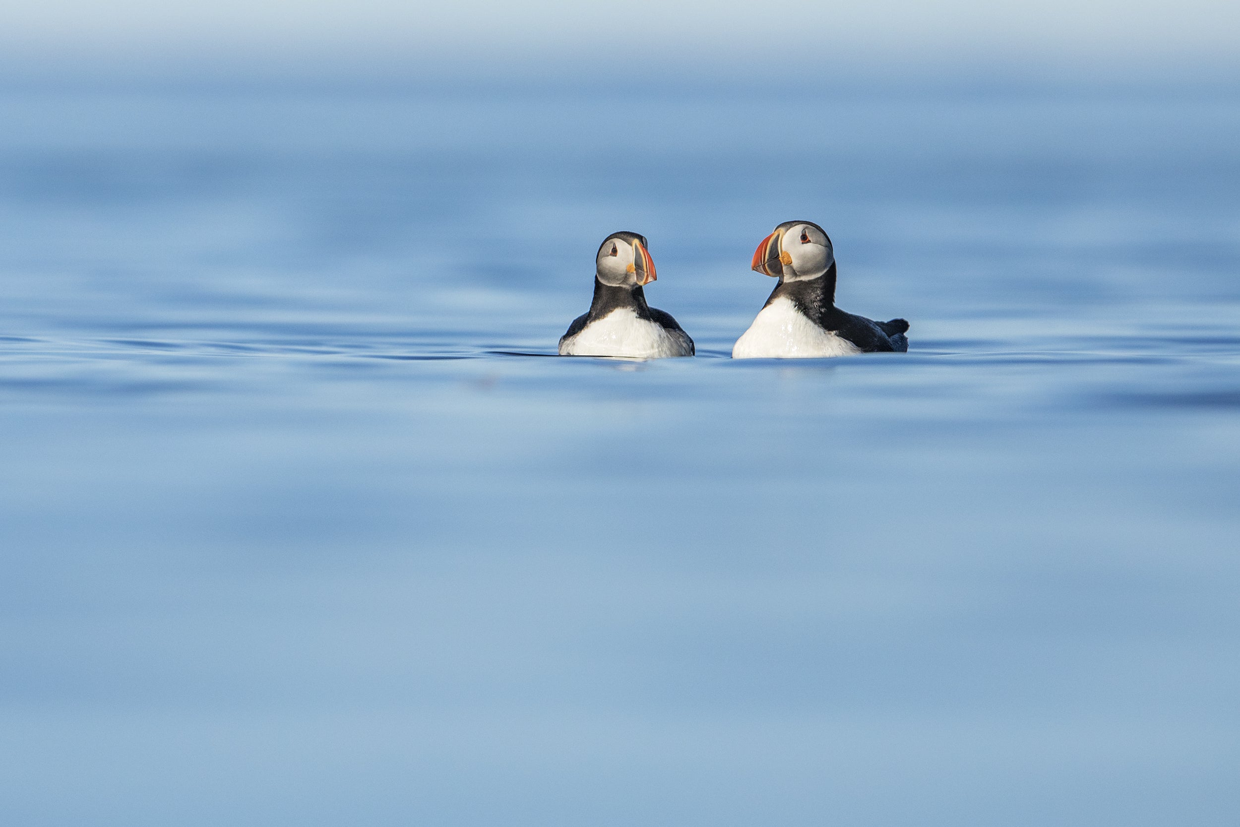 Atlantic Puffin 030