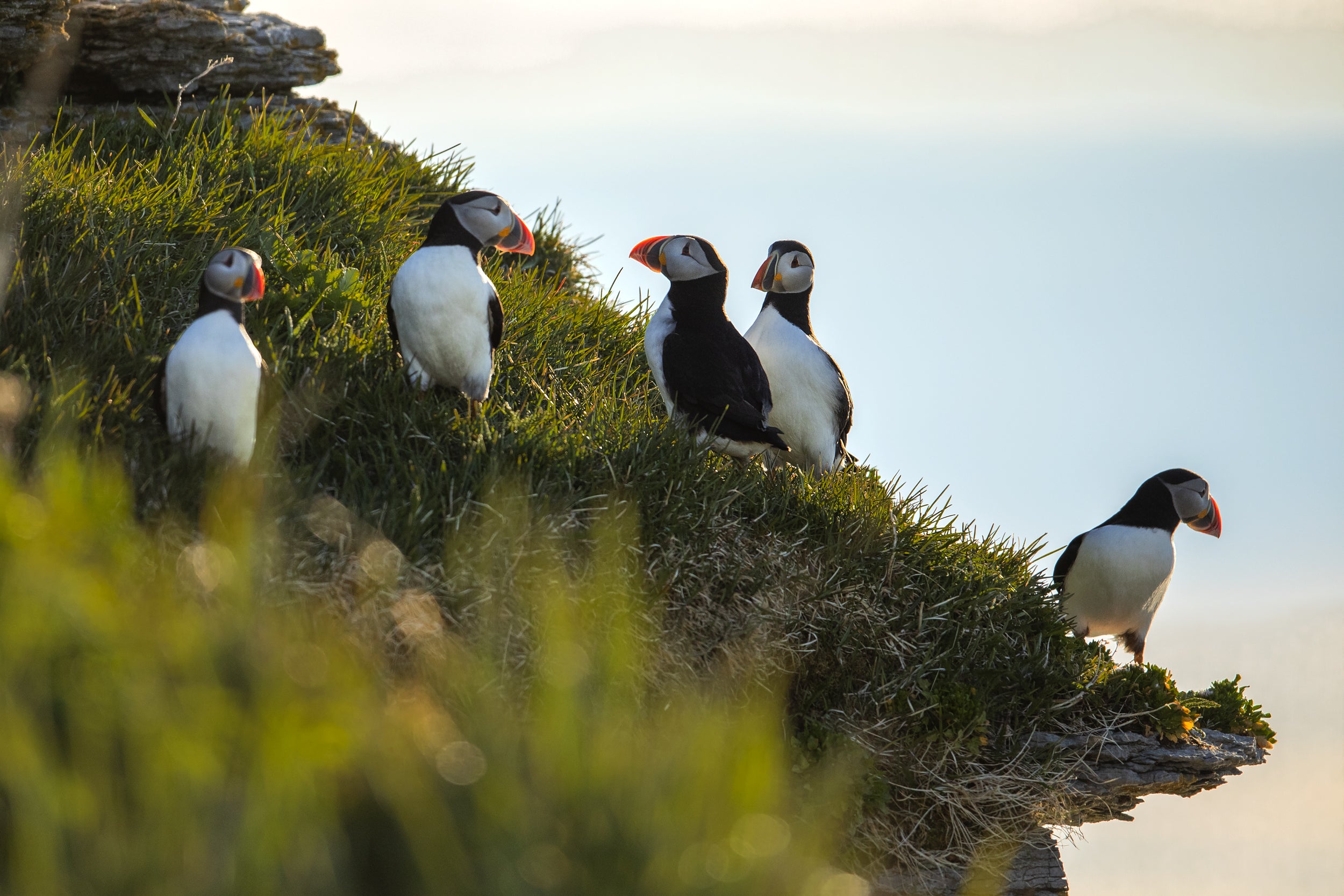 Atlantic Puffin 031