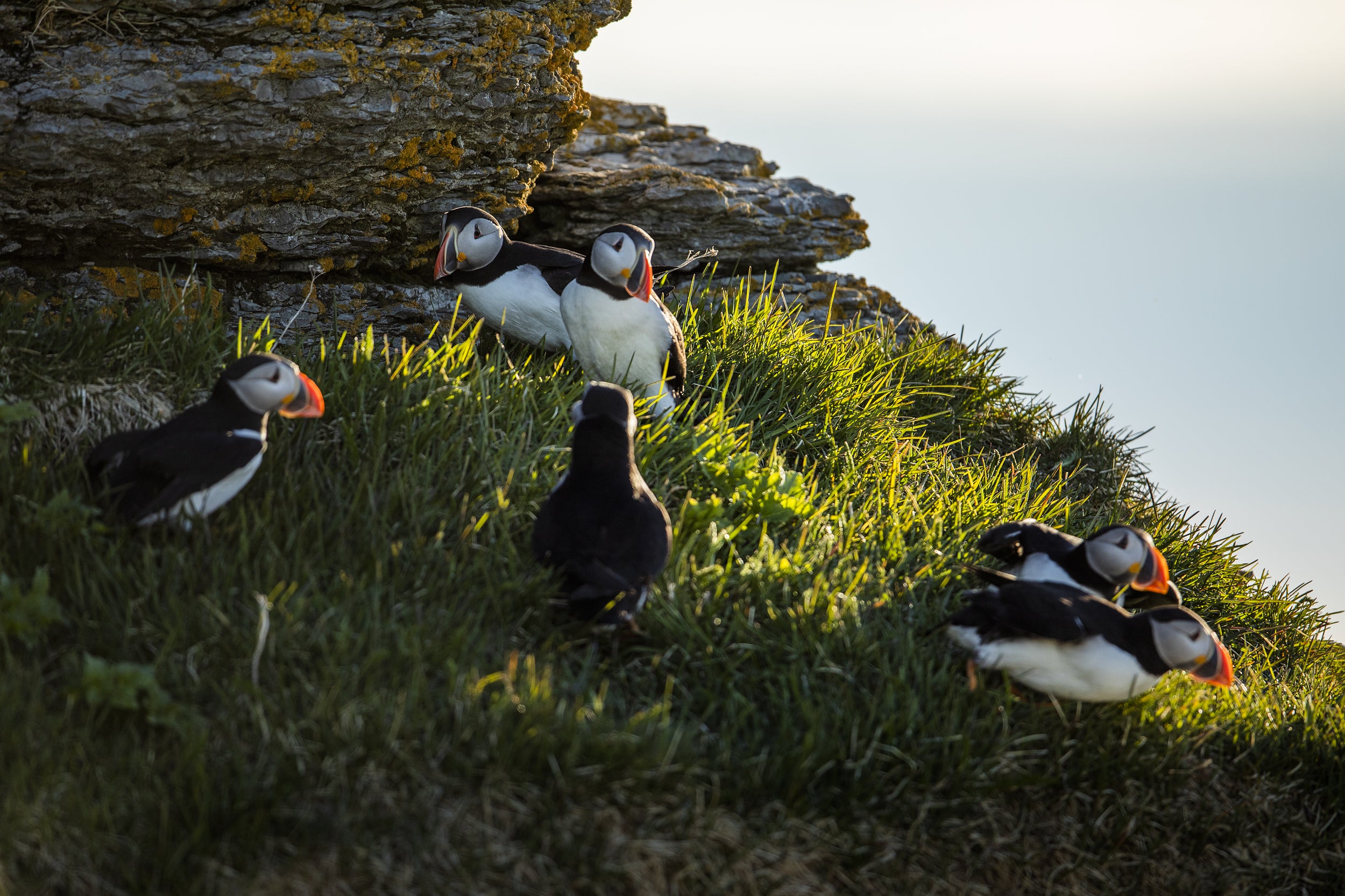 Atlantic Puffin 032