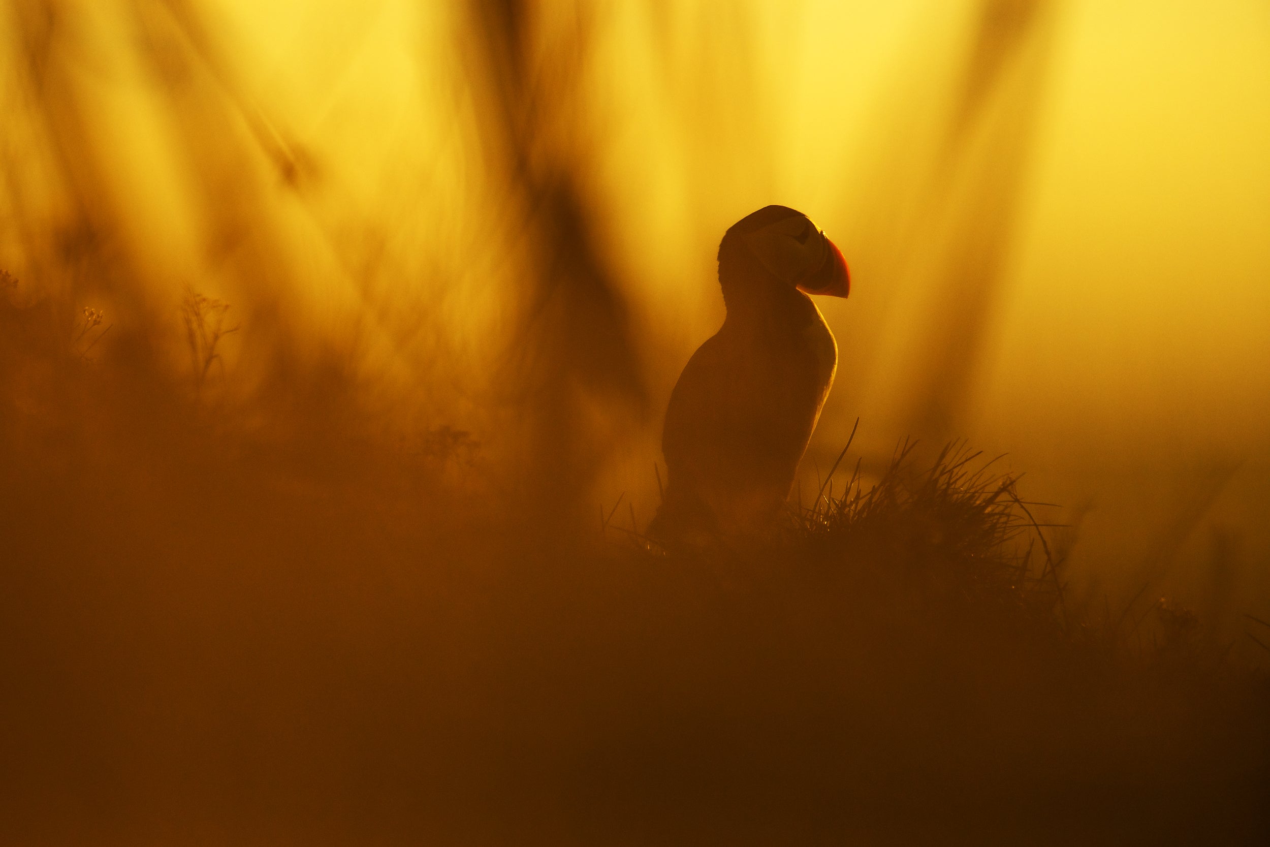 Atlantic Puffin 034