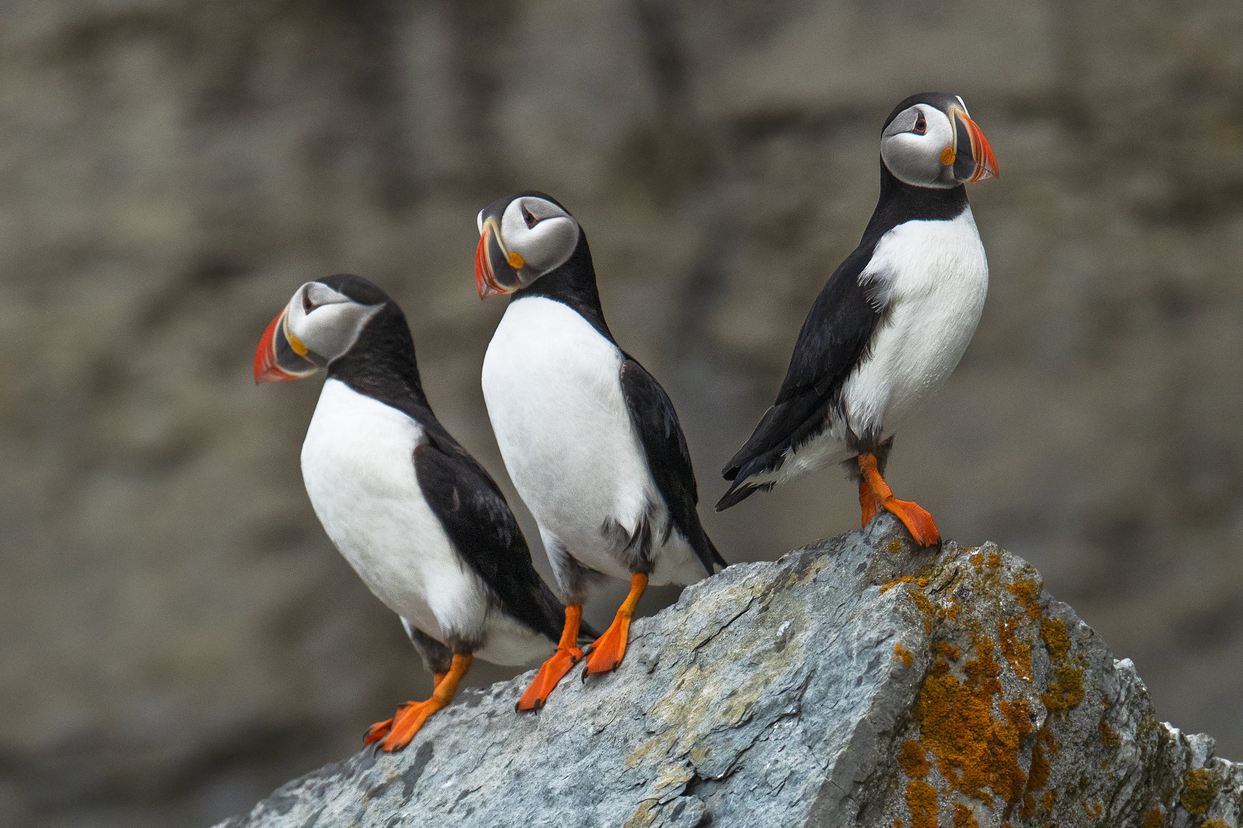 Atlantic Puffin 039