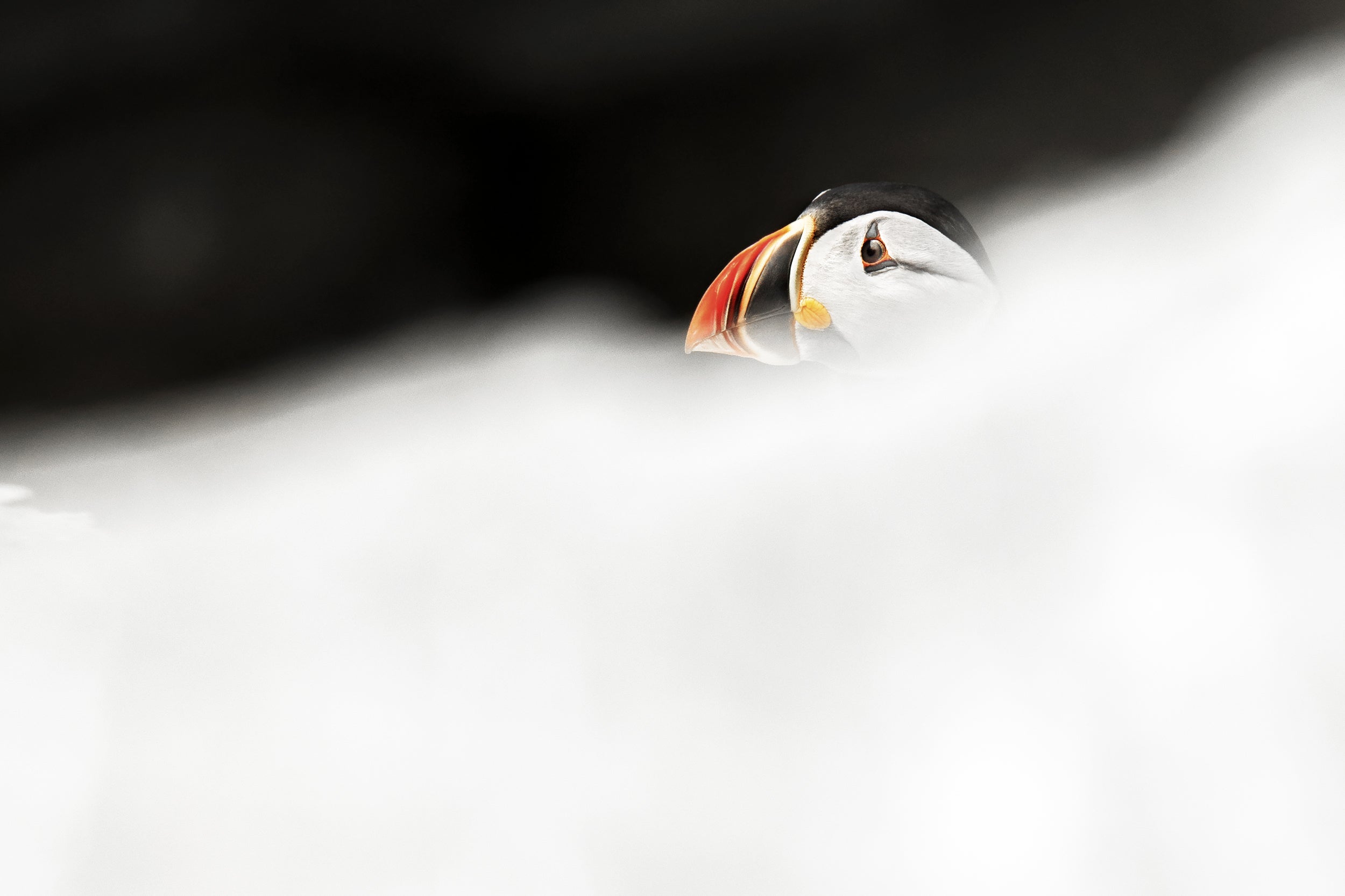 Atlantic Puffin 040