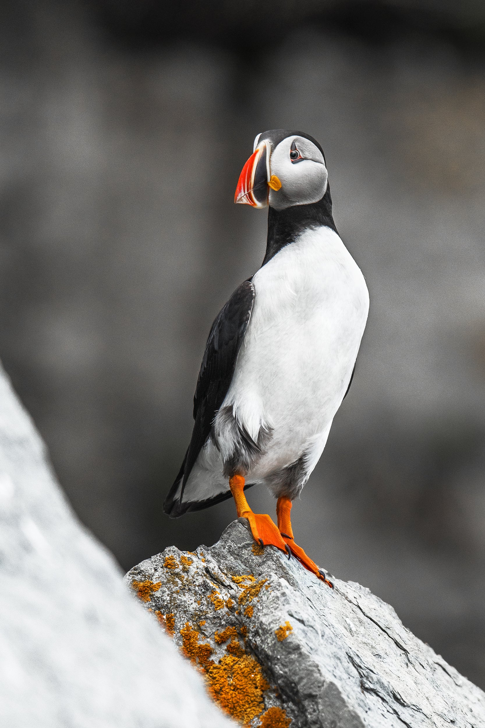 Atlantic Puffin 041