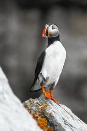 Atlantic Puffin 041