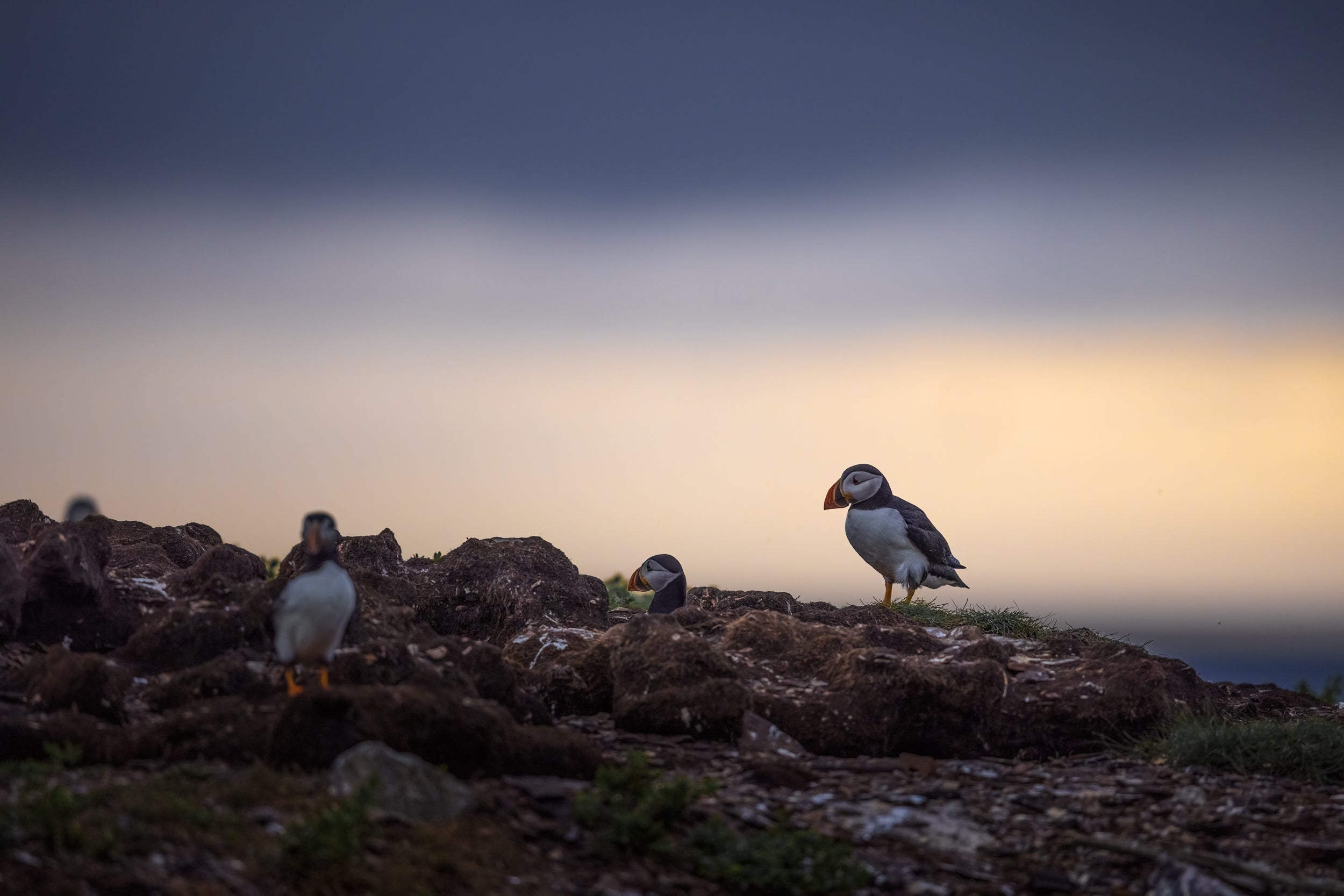 Atlantic Puffin 043