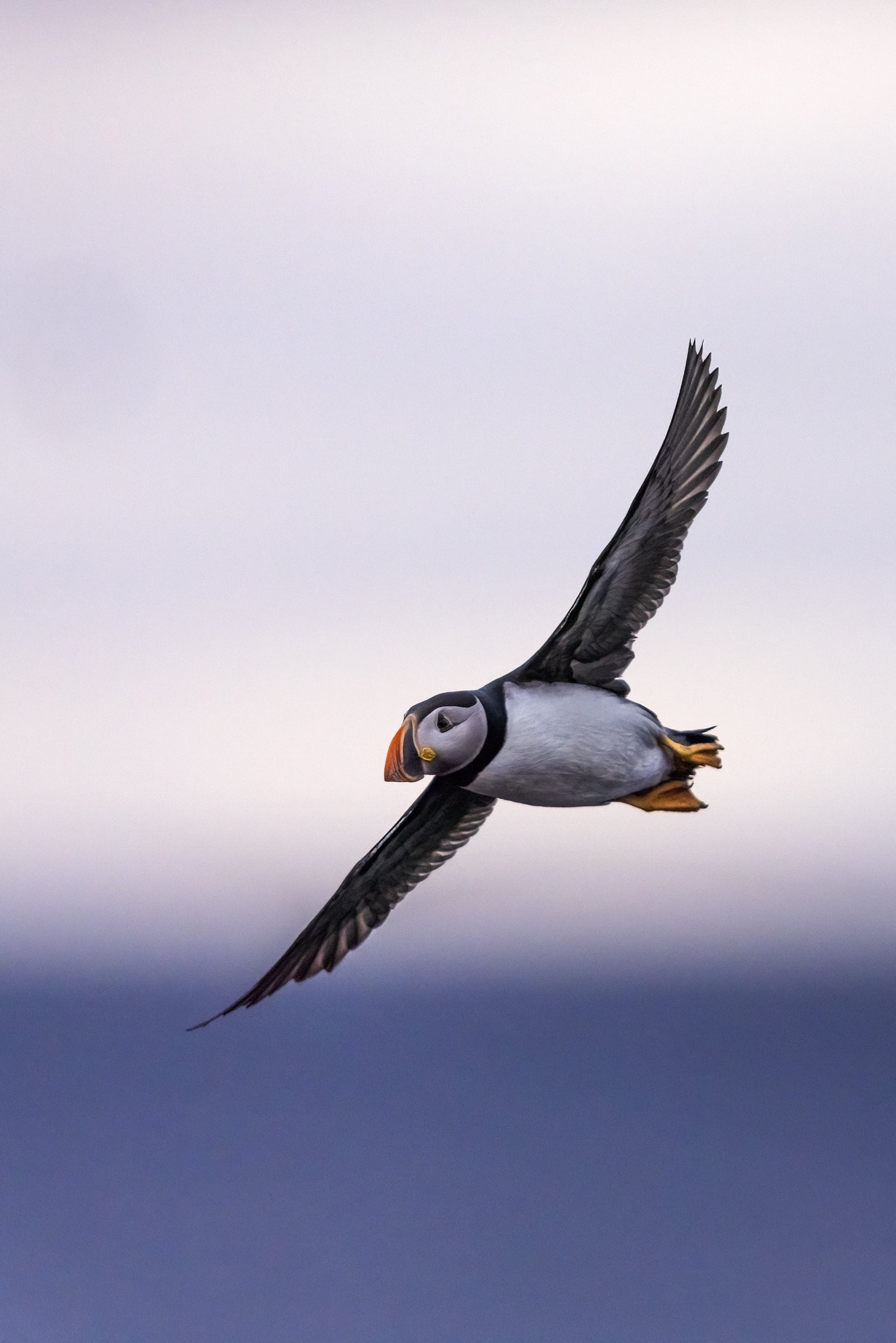 Atlantic Puffin 044