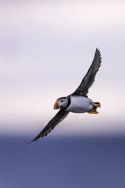Atlantic Puffin 044