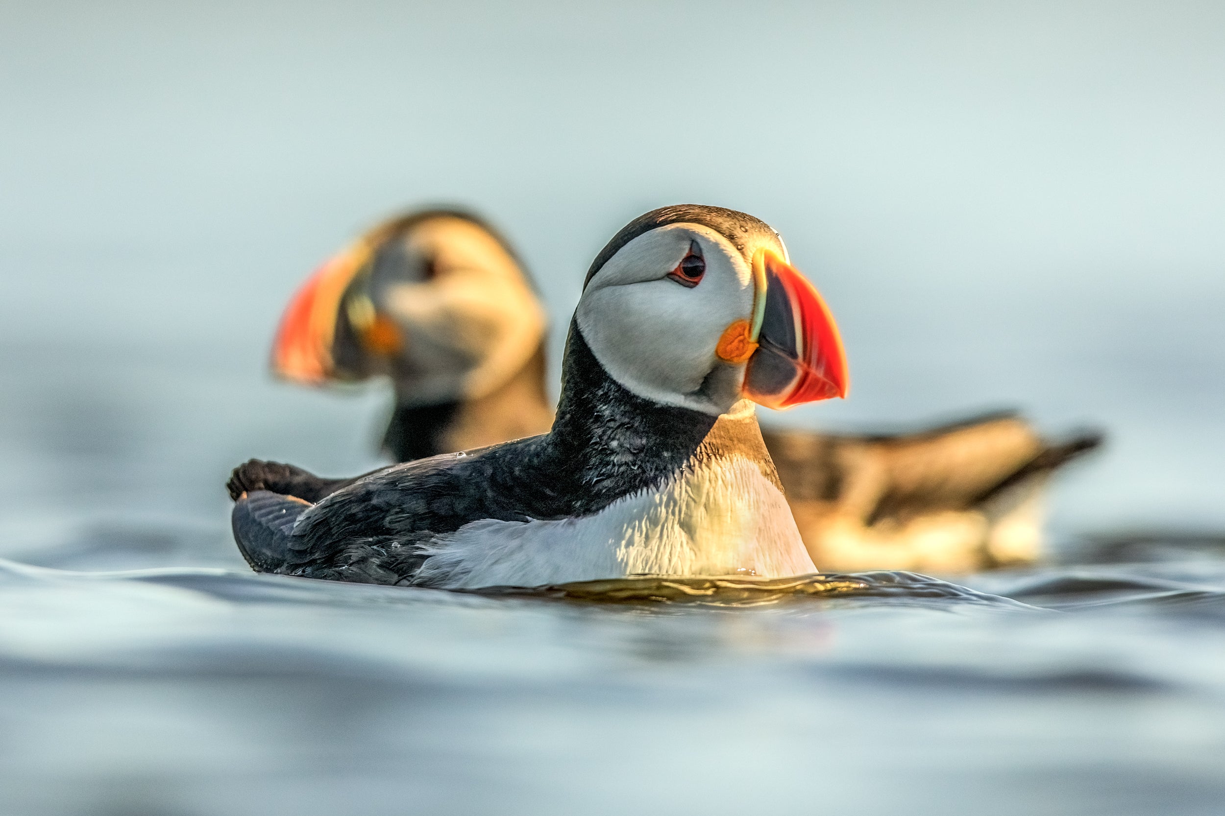 Atlantic Puffin 046