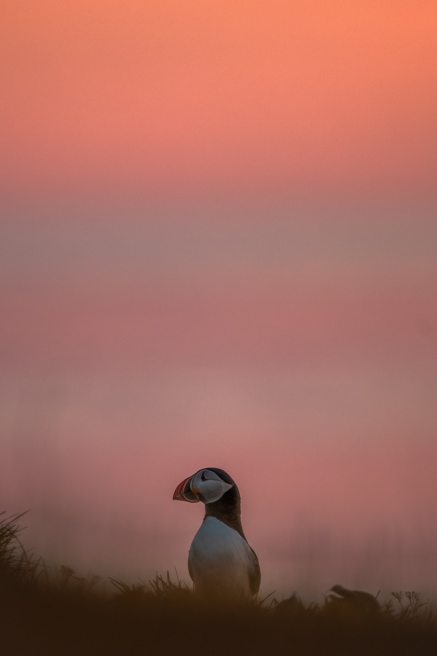 Atlantic Puffin 049