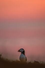 Atlantic Puffin 049