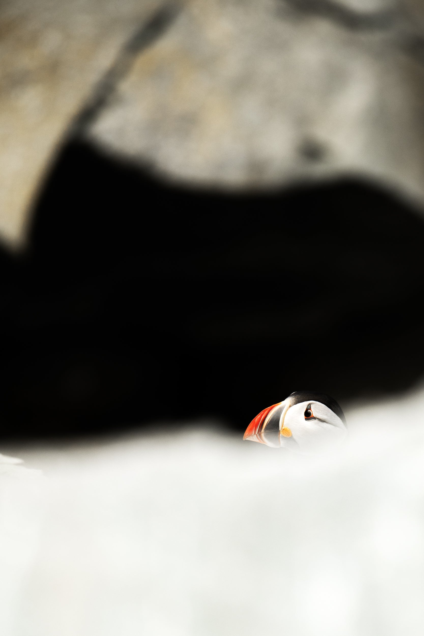 Atlantic Puffin 050