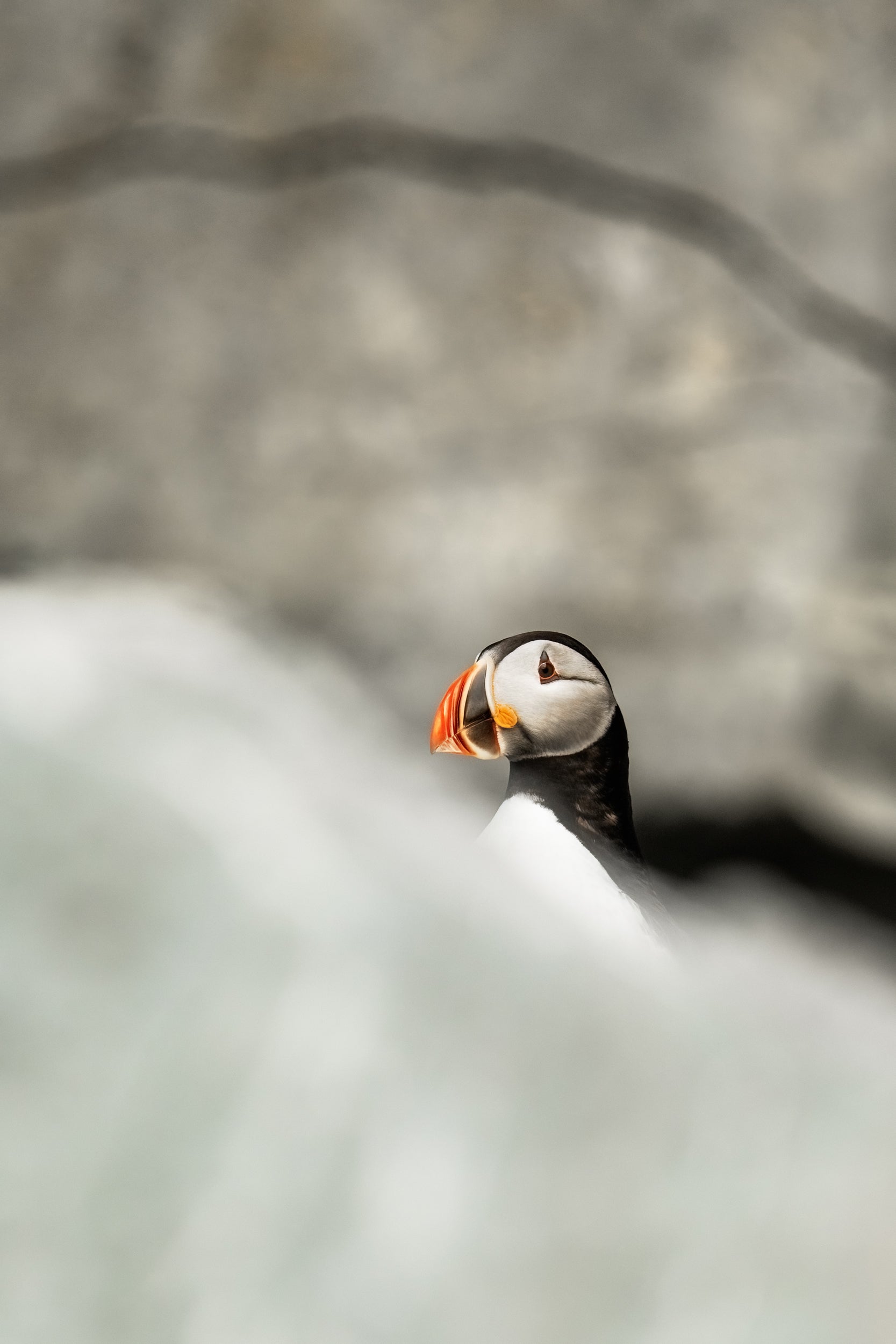 Atlantic Puffin 051