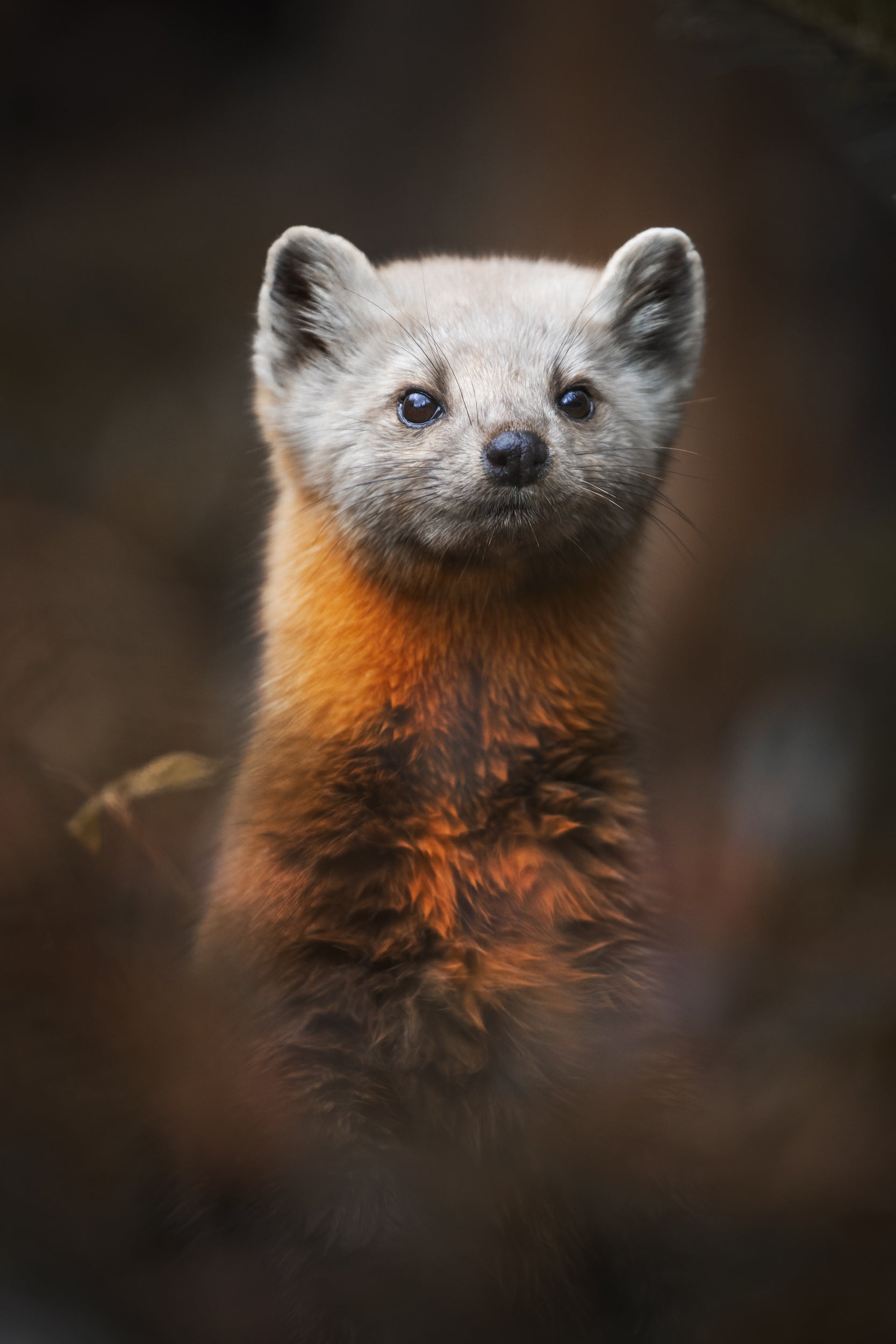 American Marten 001