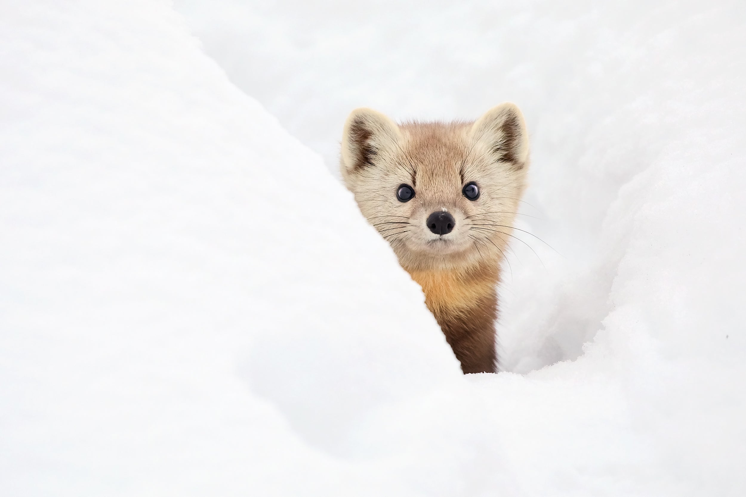 American Marten 002