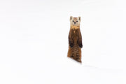 American Marten 003