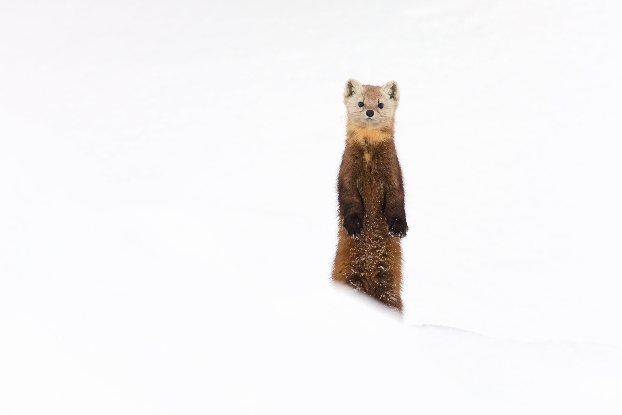 American Marten 003