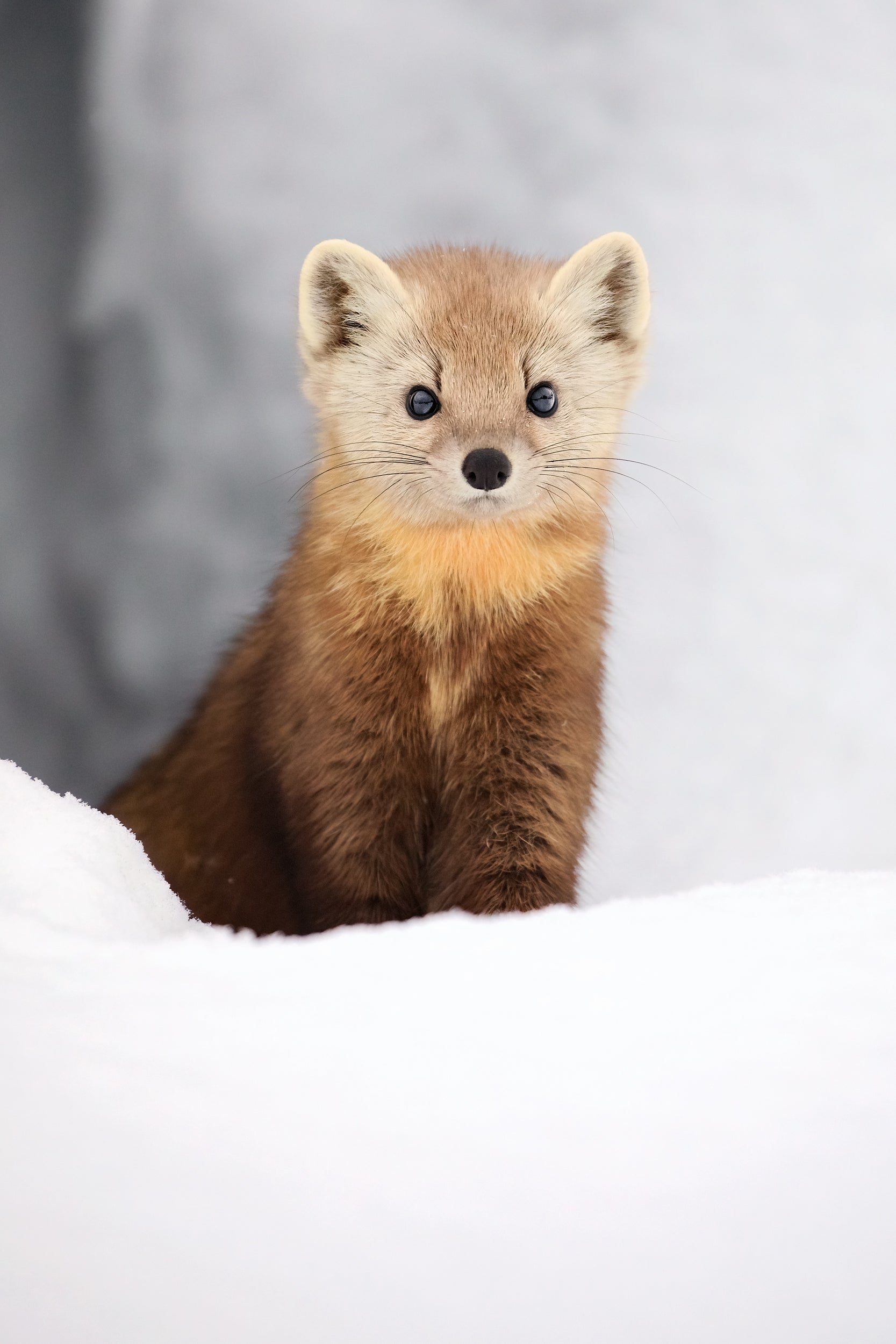 American Marten 004