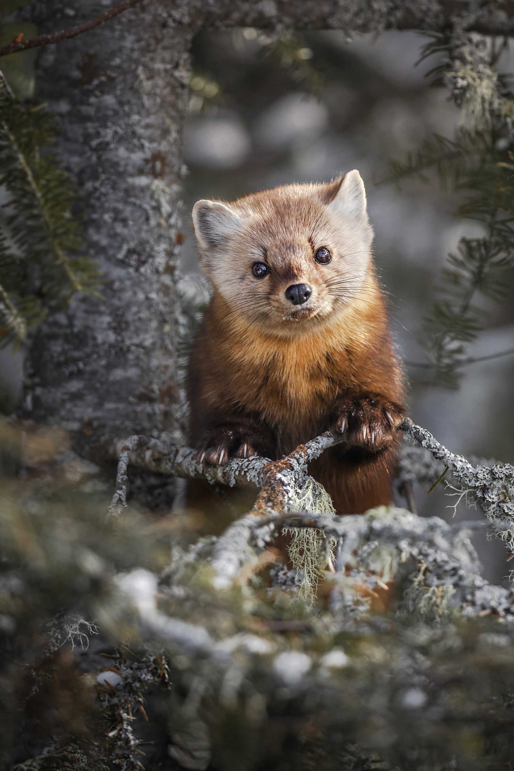 American Marten 005