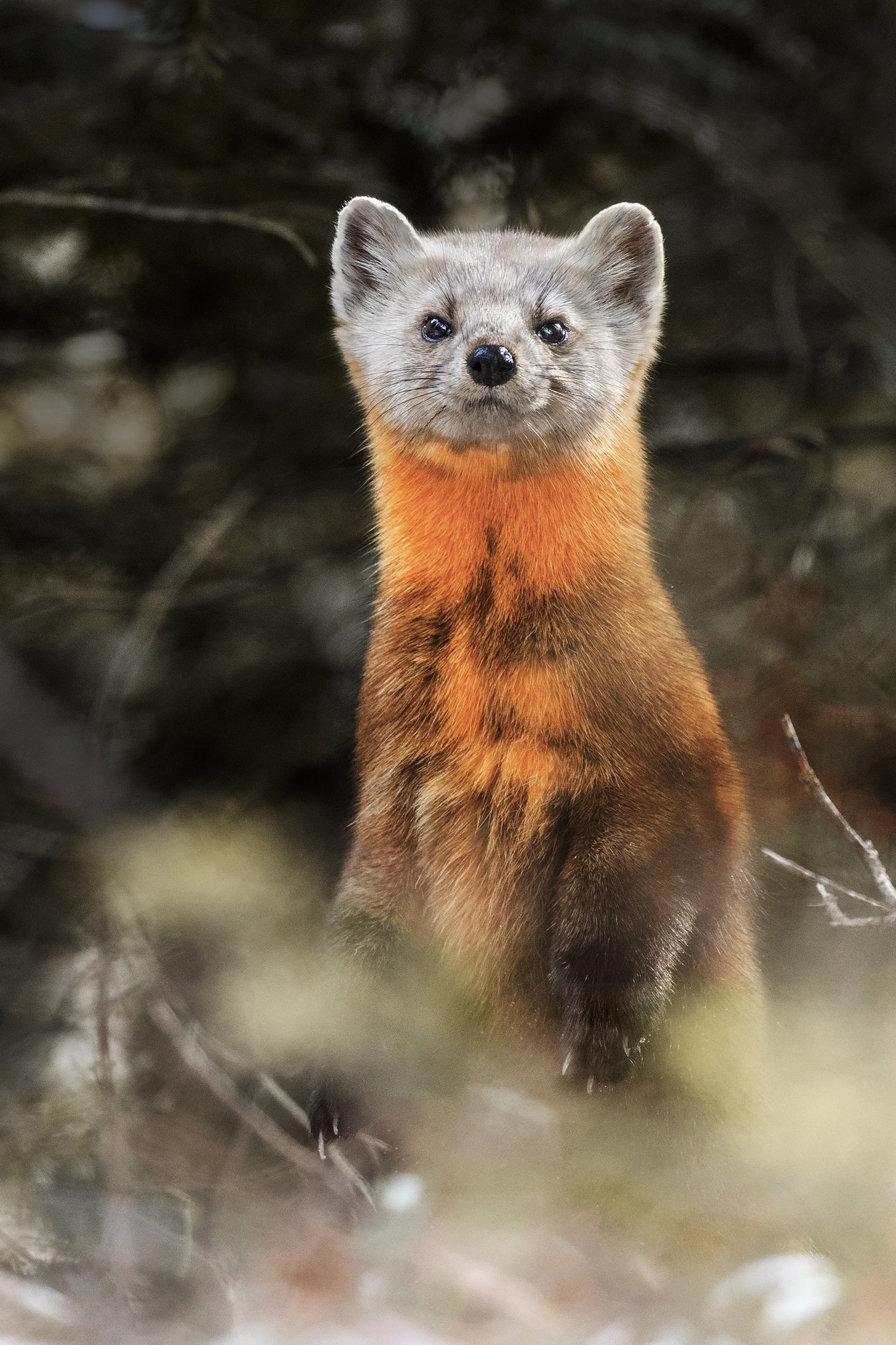 American Marten 006