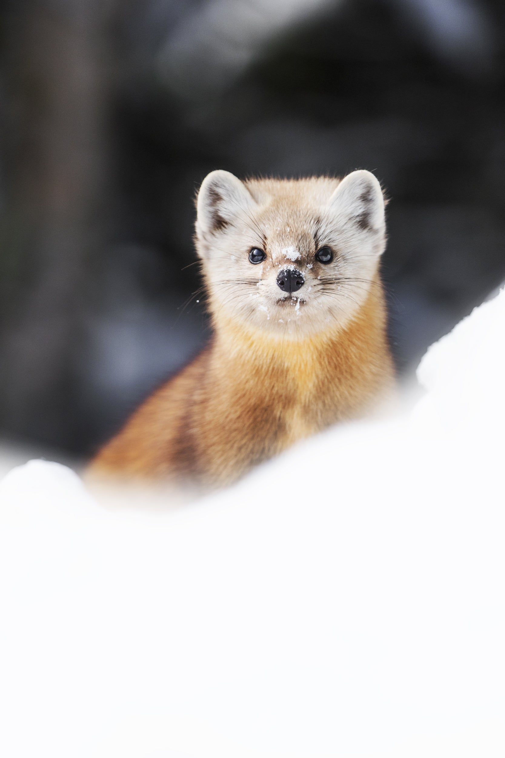 American Marten 007