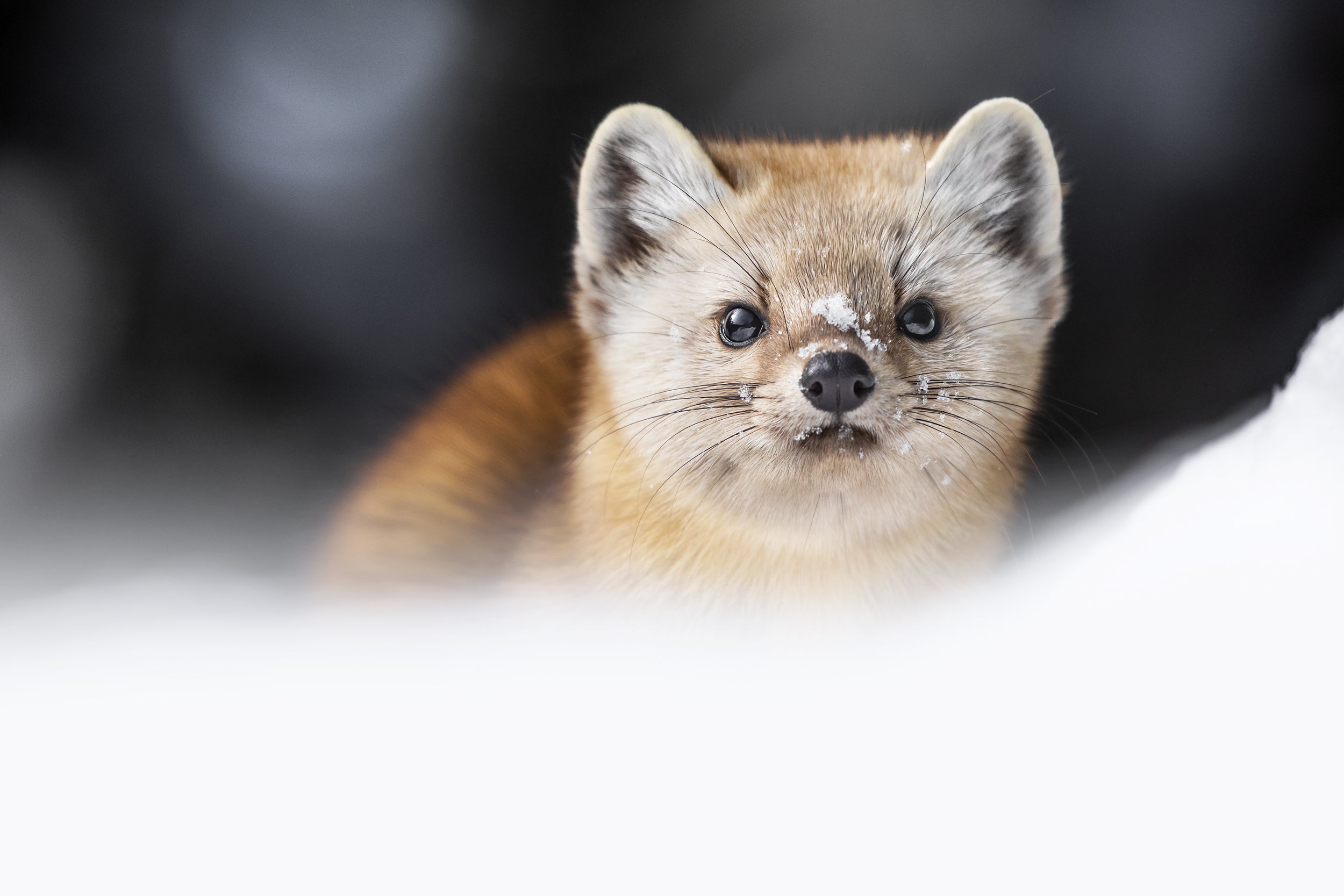 American Marten 008