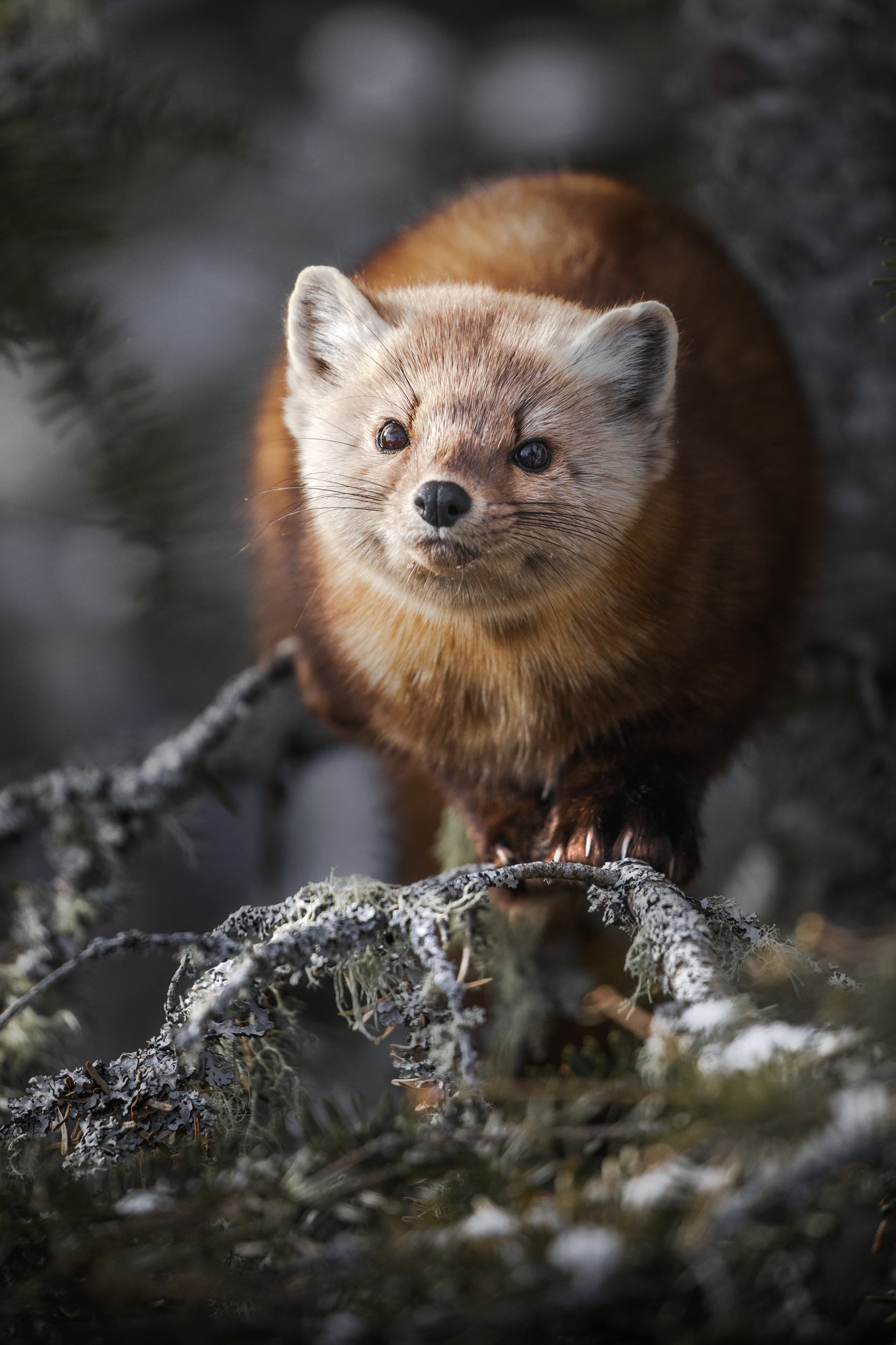 American Marten 009