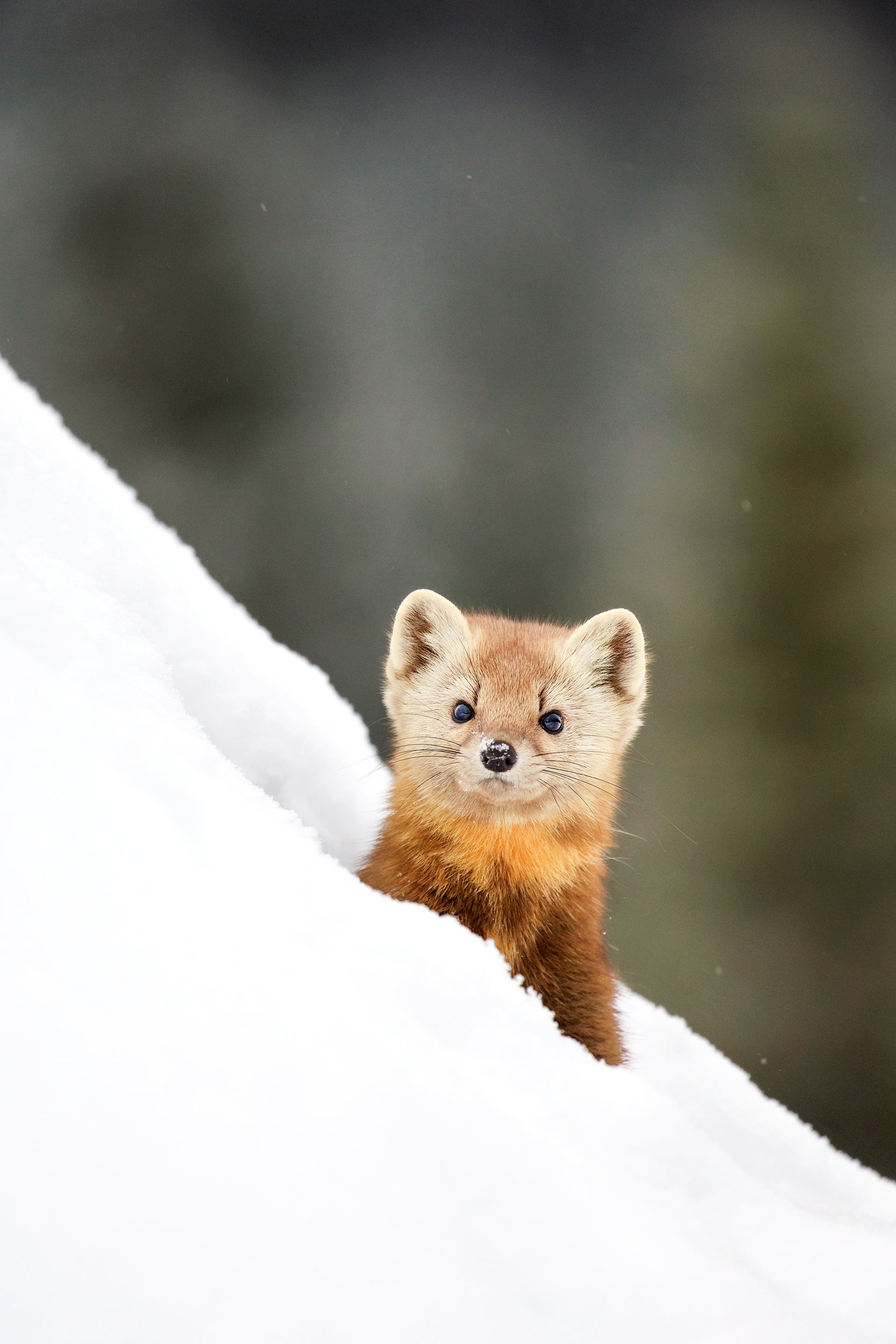 American Marten 012