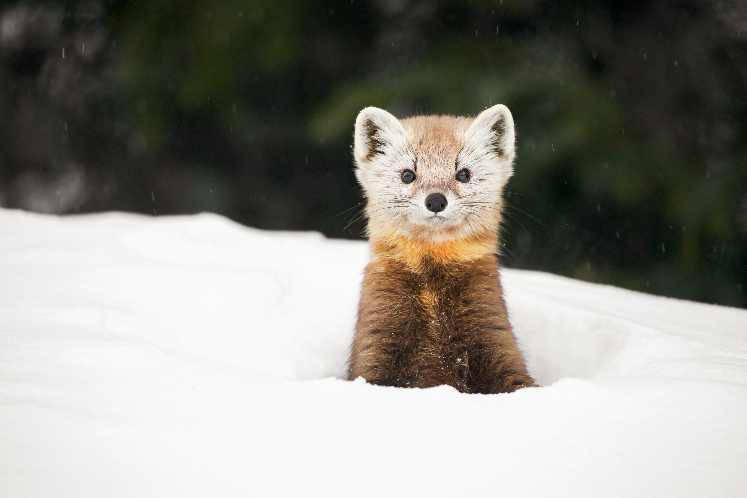 American Marten 013