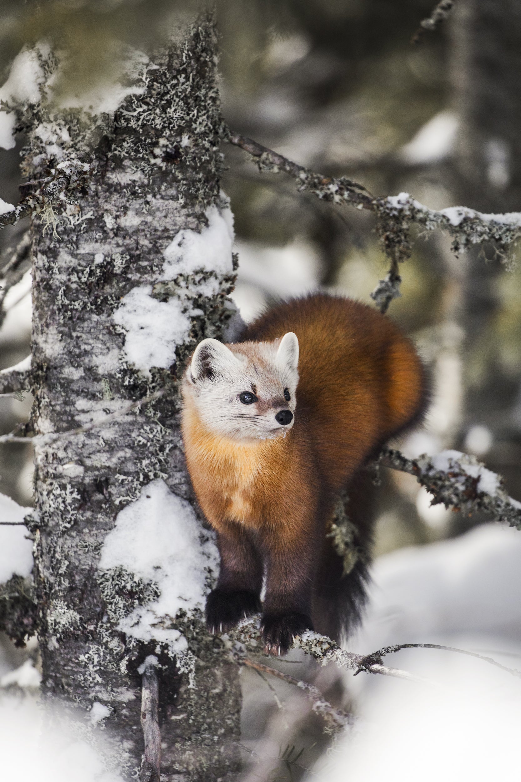 American Marten 014