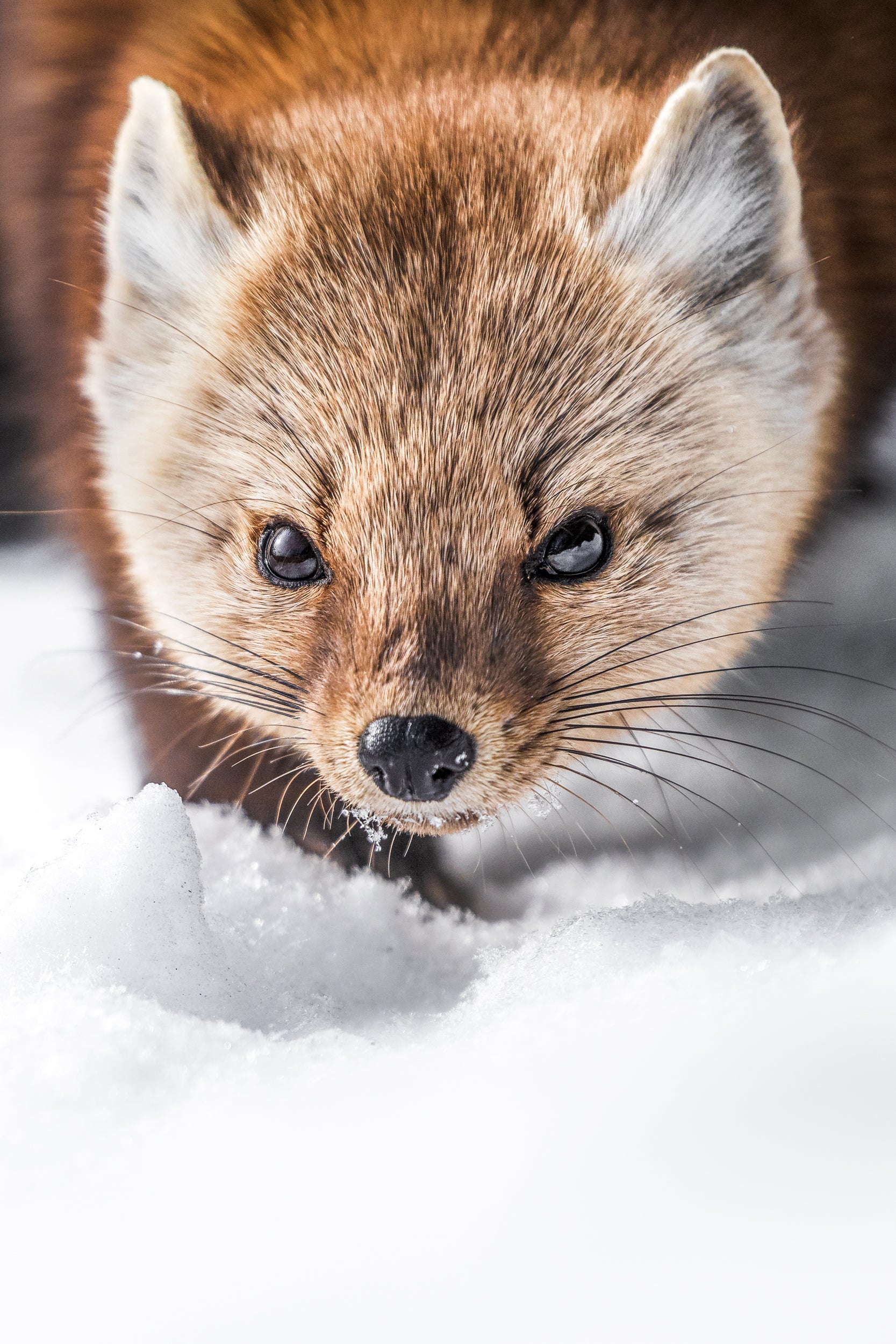 American Marten 015