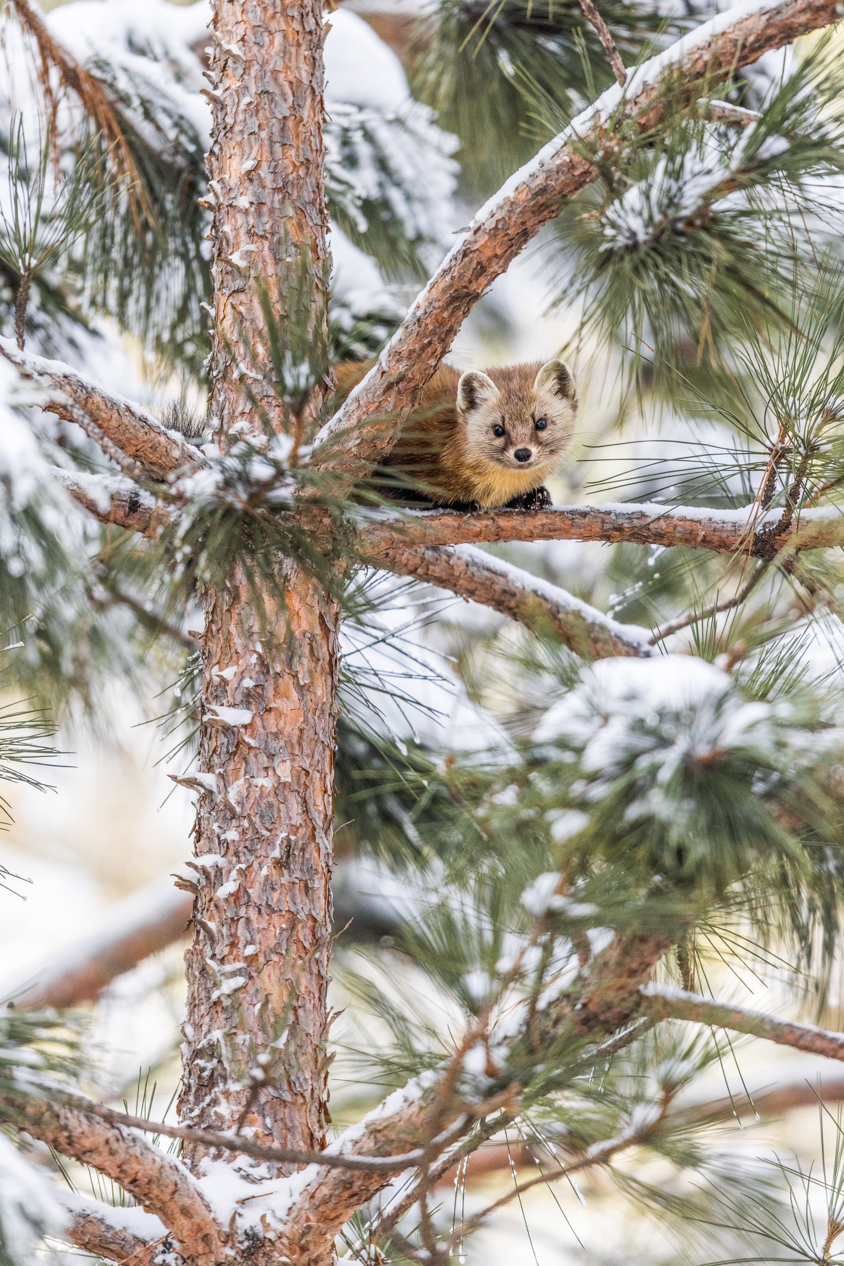 American Marten 027
