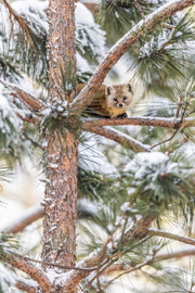 American Marten 027